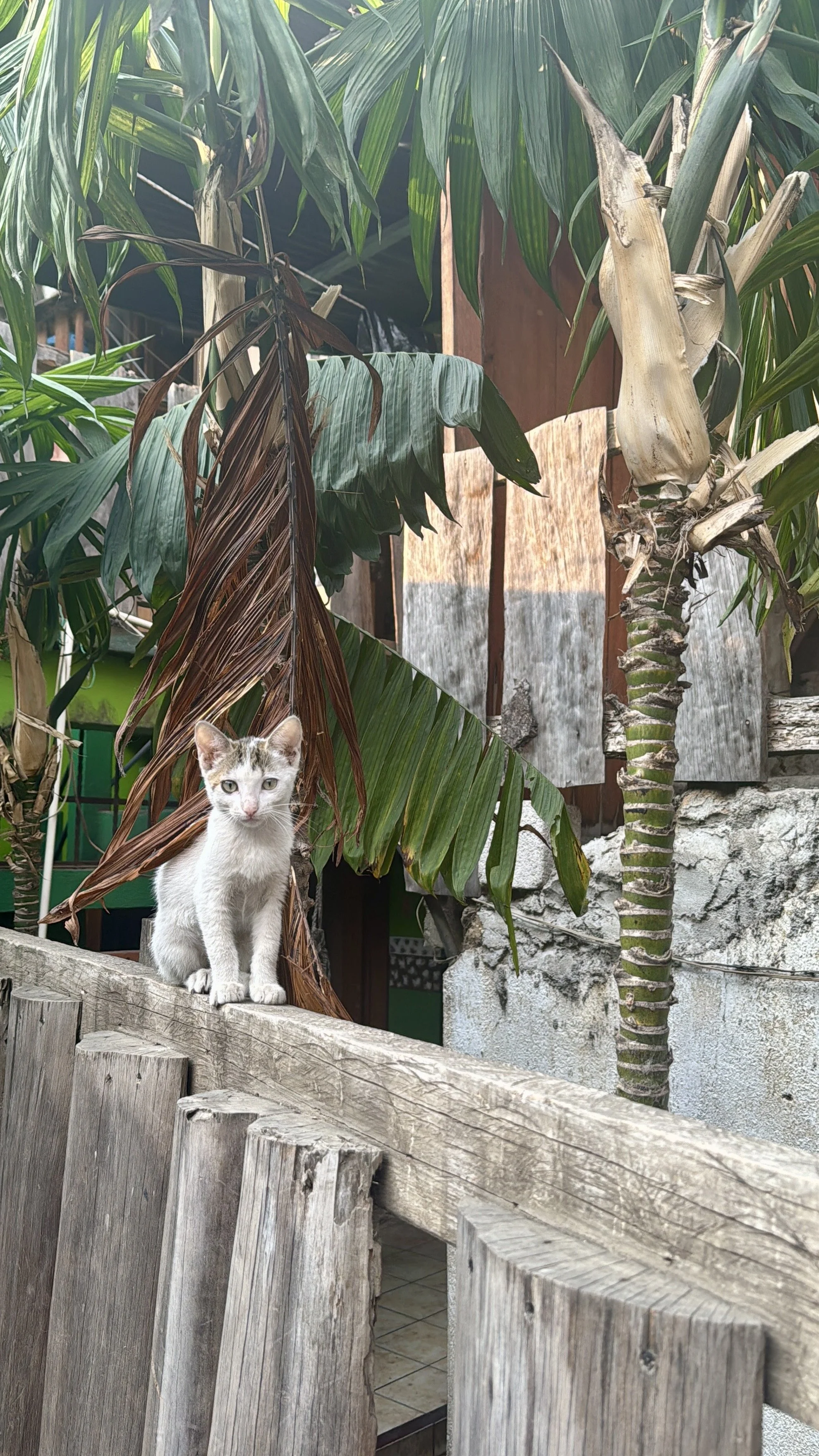 A white and gray cat with green eyes sitting on a weathered wooden fence, surrounded by green tropical plants, including banana leaves and a palm tree.