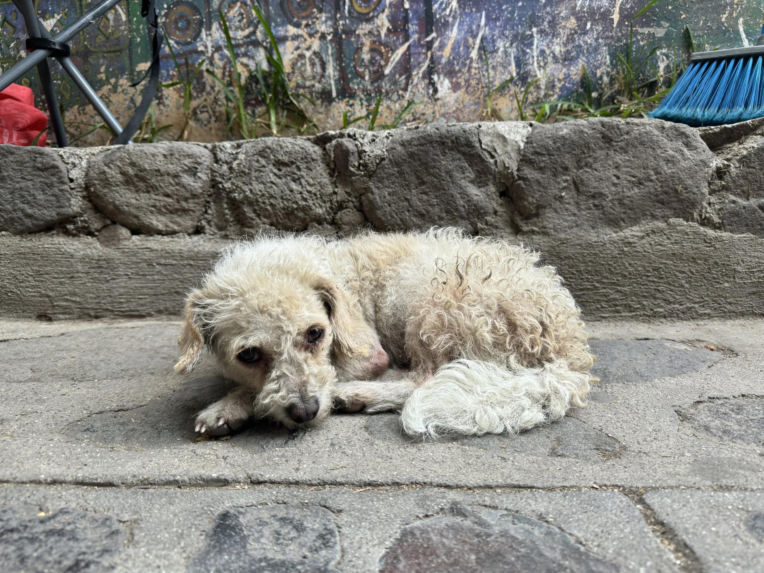 A small, scruffy white dog lying on a concrete sidewalk, curled up and looking at the camera, with a stone wall and colorful mural behind it.
