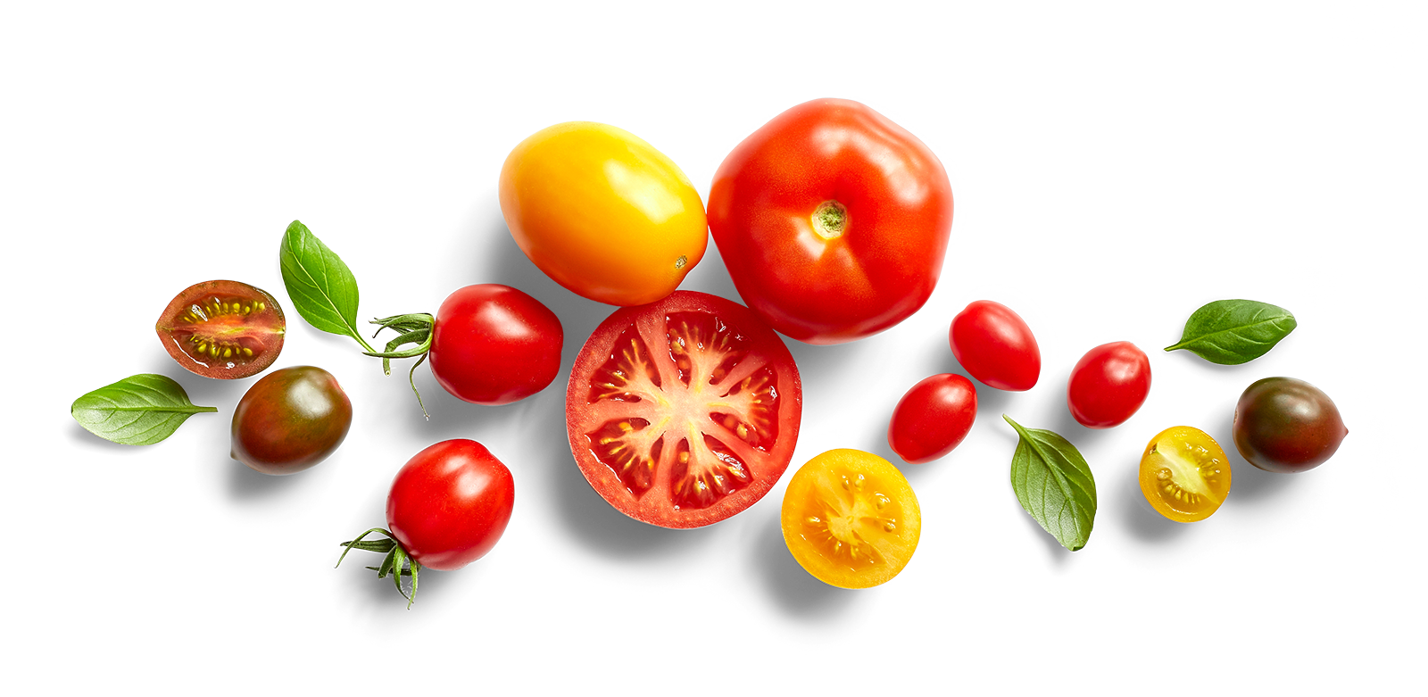 Assorted tomatoes of different shapes and colors, including red, yellow, and purple, with green basil leaves scattered around on a black background.