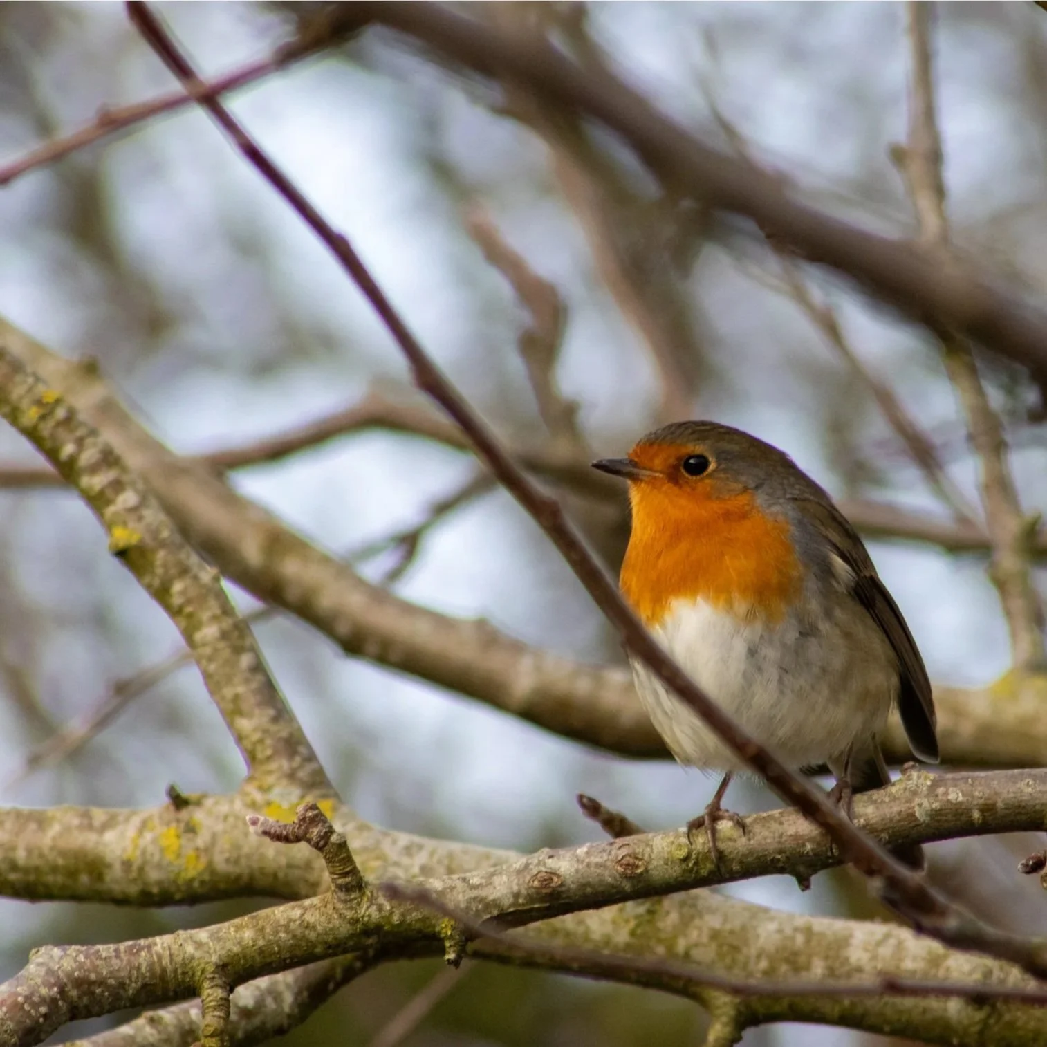 A small bird with an orange face and chest, gray head, and white belly perched on a branch among leafless tree branches.