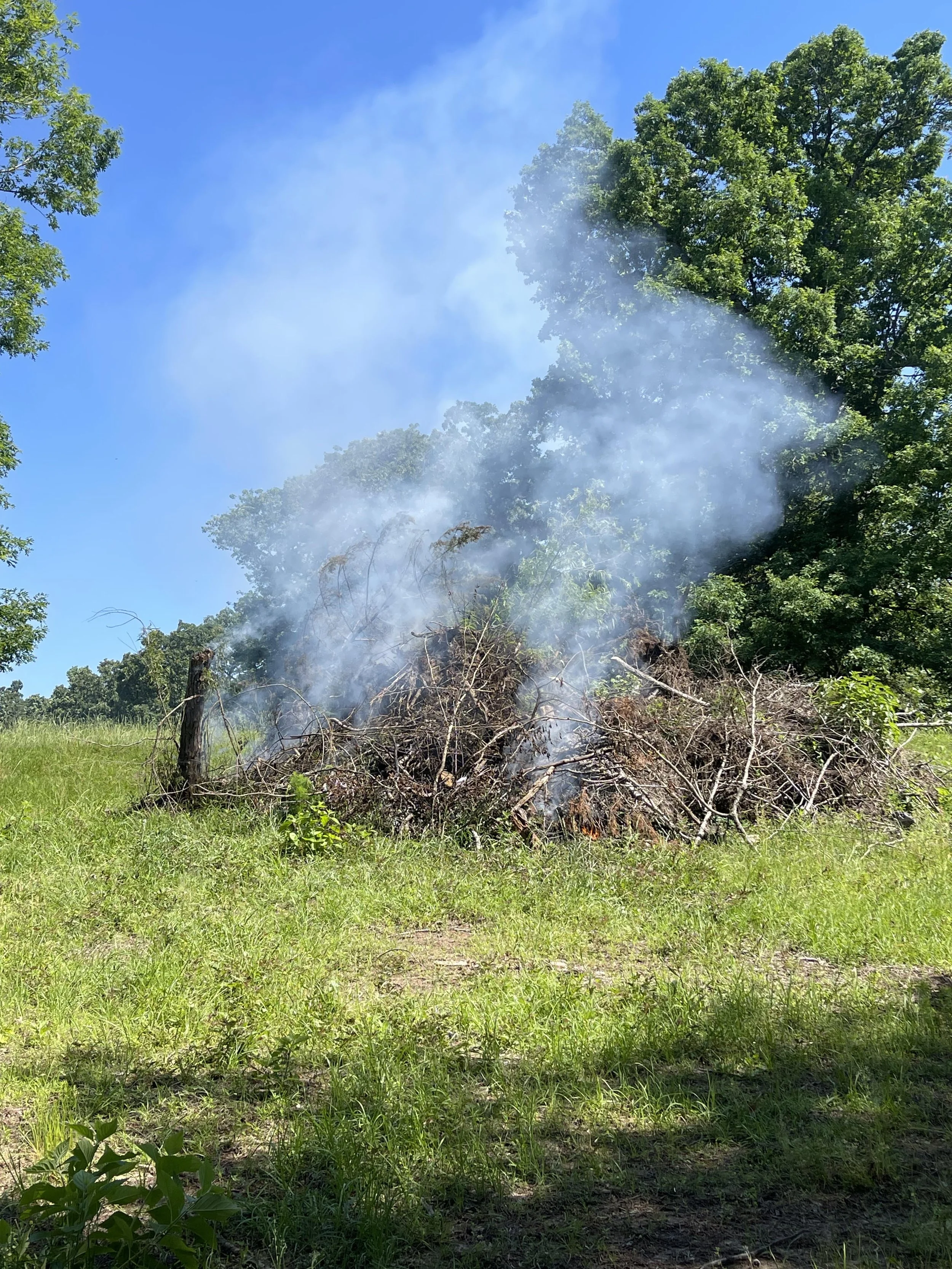 A pile of dry branches and wood burning with smoke rising, in a grassy outdoor area with trees and blue sky in the background.