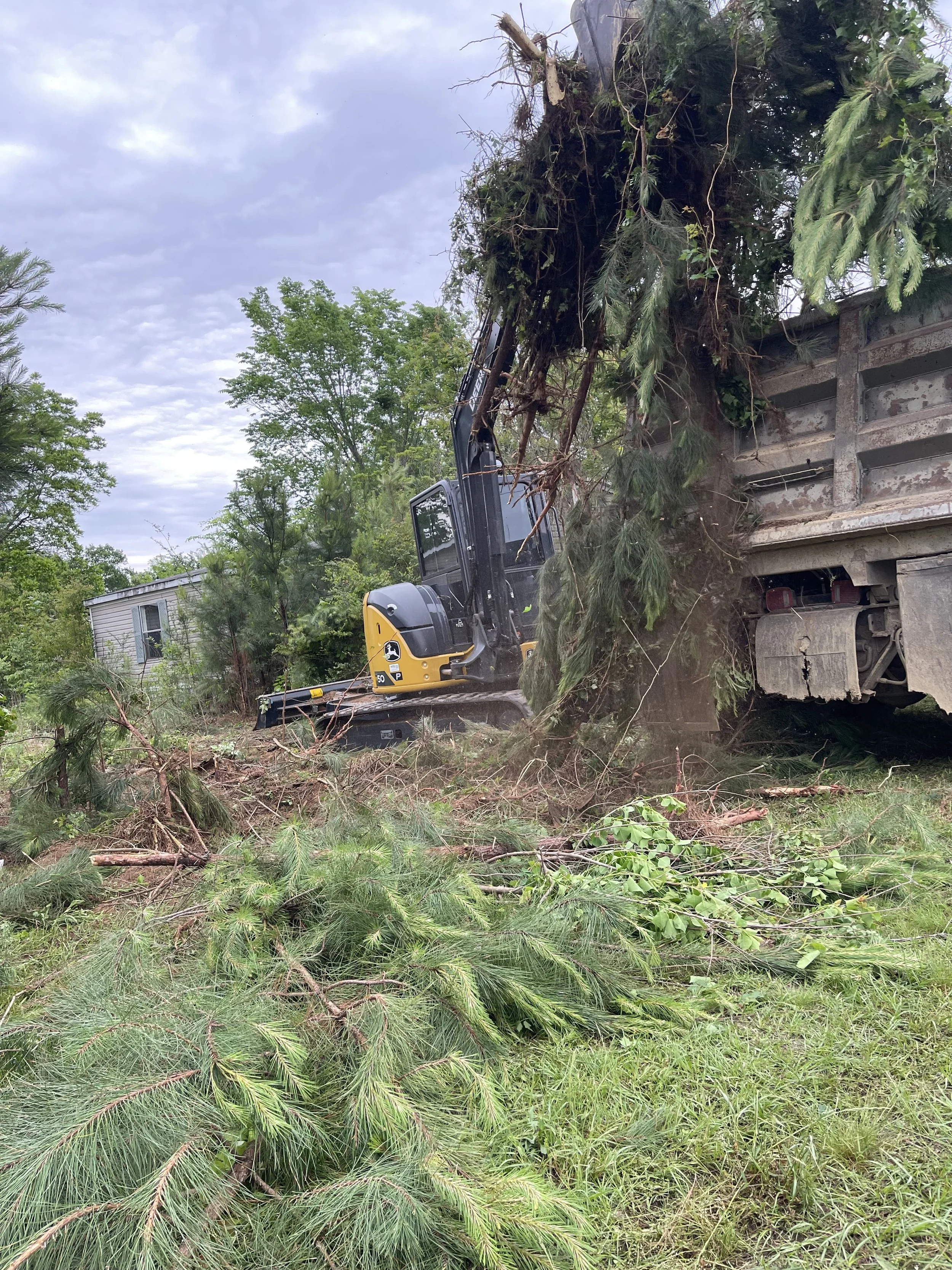 excavatorpine.JPG