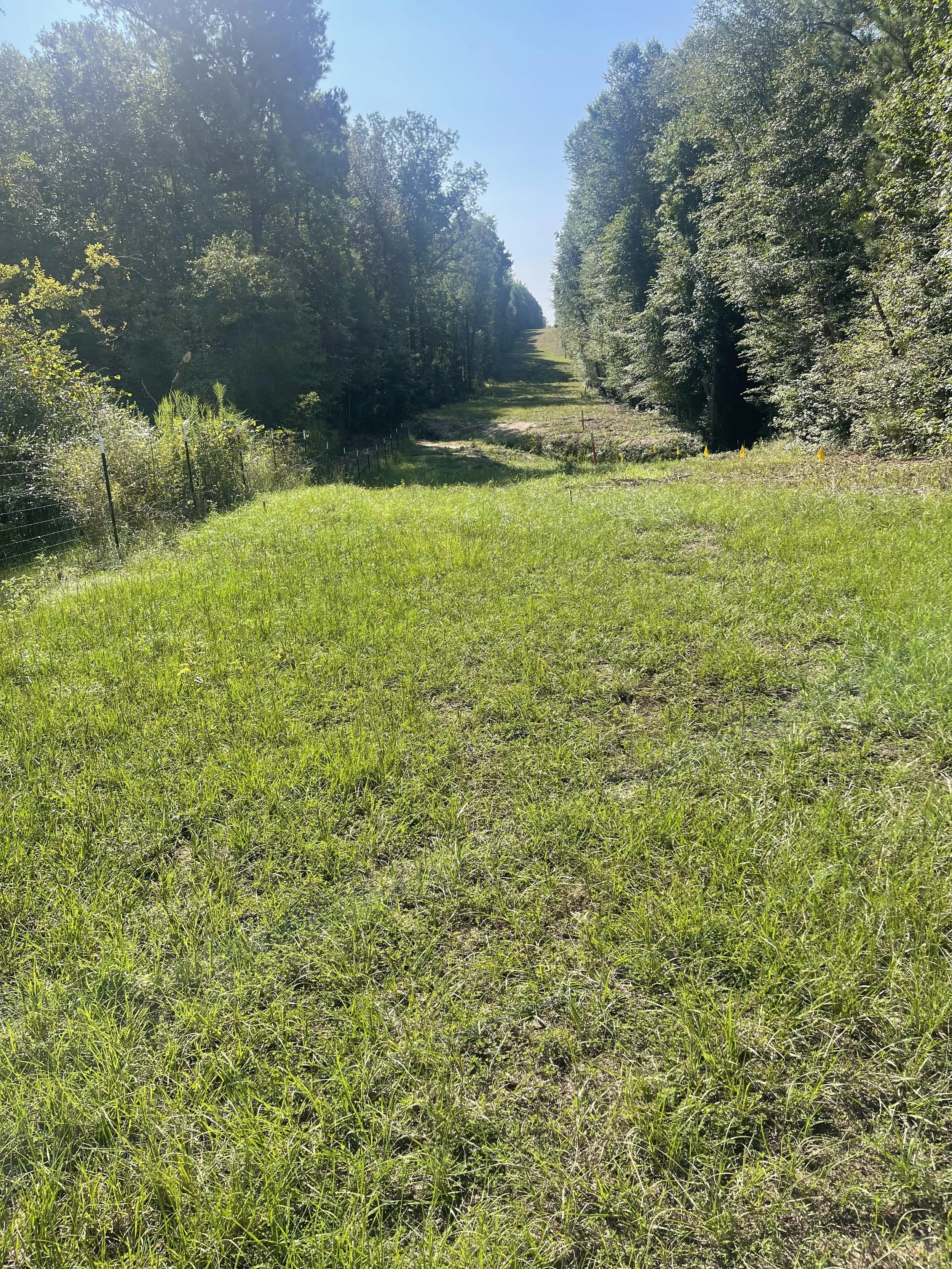 A grassy field leading up a hill with trees on both sides and a clear blue sky.