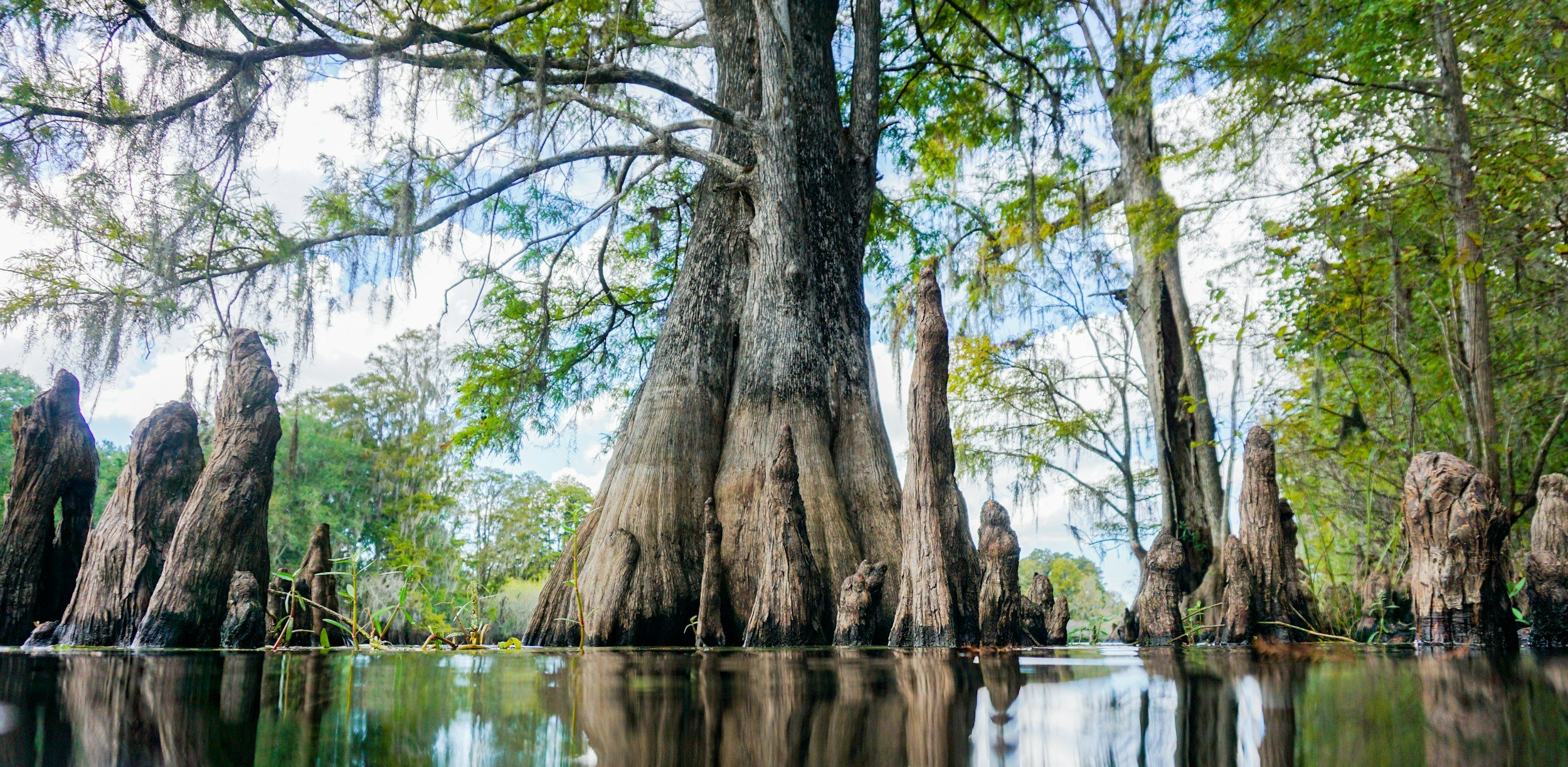 Florida swamp and majestic oak tree.  Tampa, FL