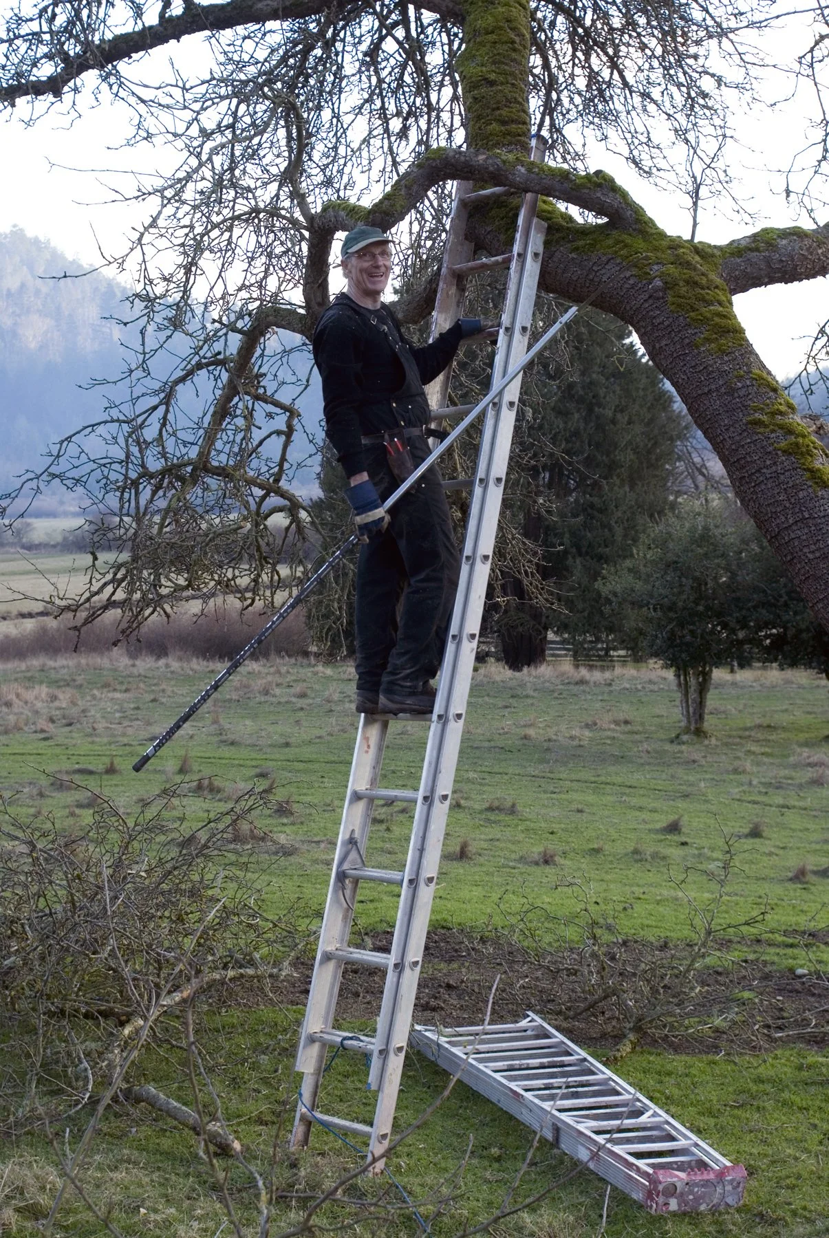 Fruit Tree Pruning