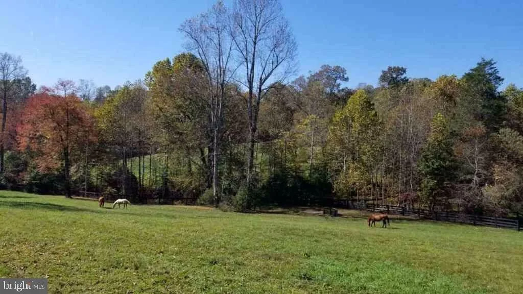 Horses-Laurel Hill copy.jpeg