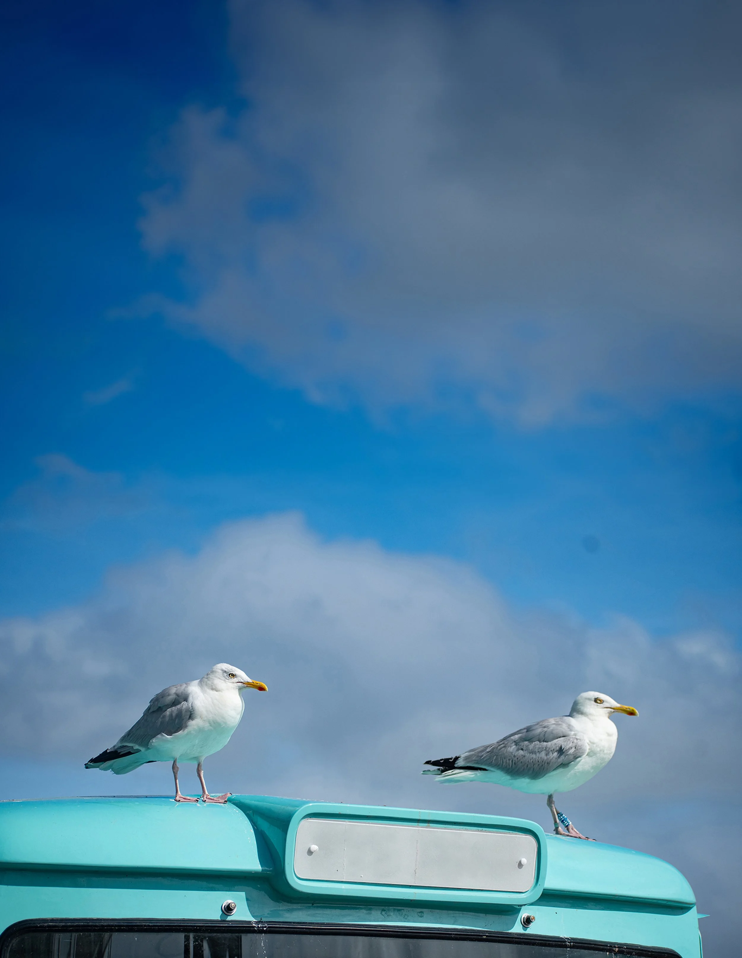 Coastal Lookout 001_A4 printable.jpg