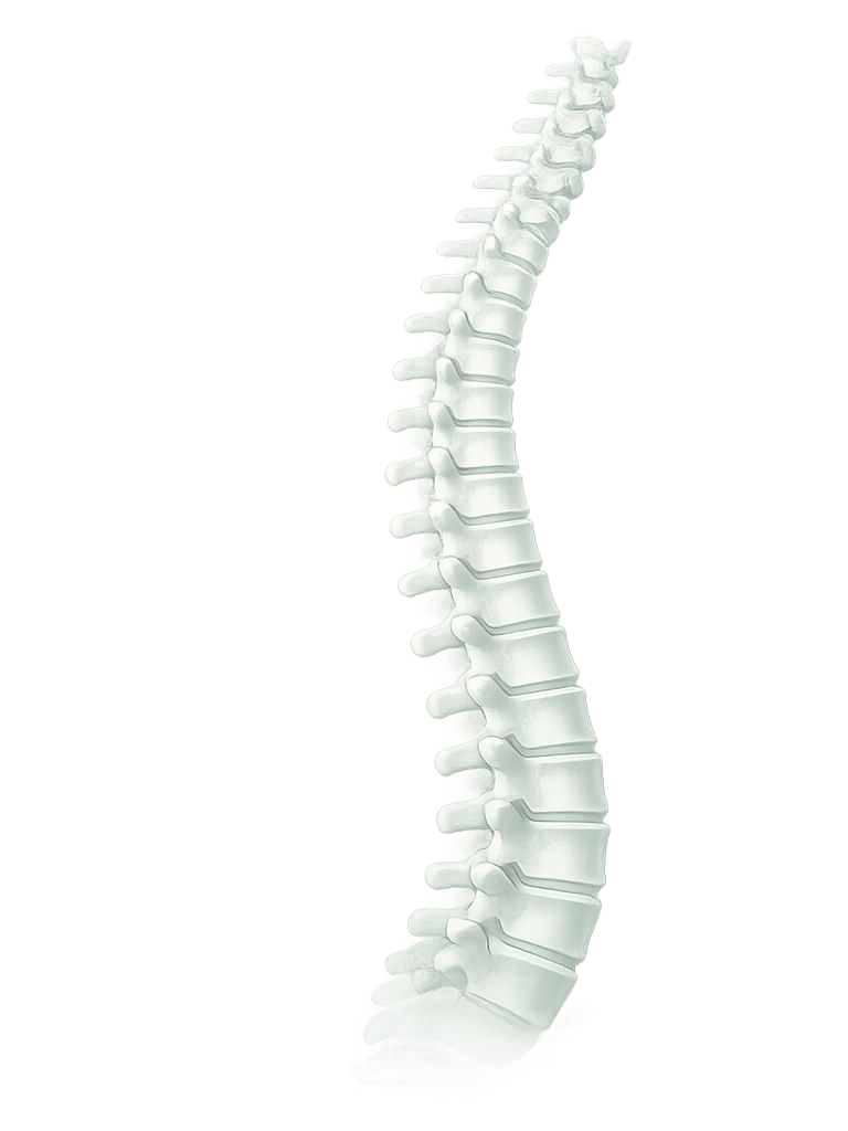 A digital 3D model of a human spine showing its natural curvature for Gonstead Chiropractic practice.