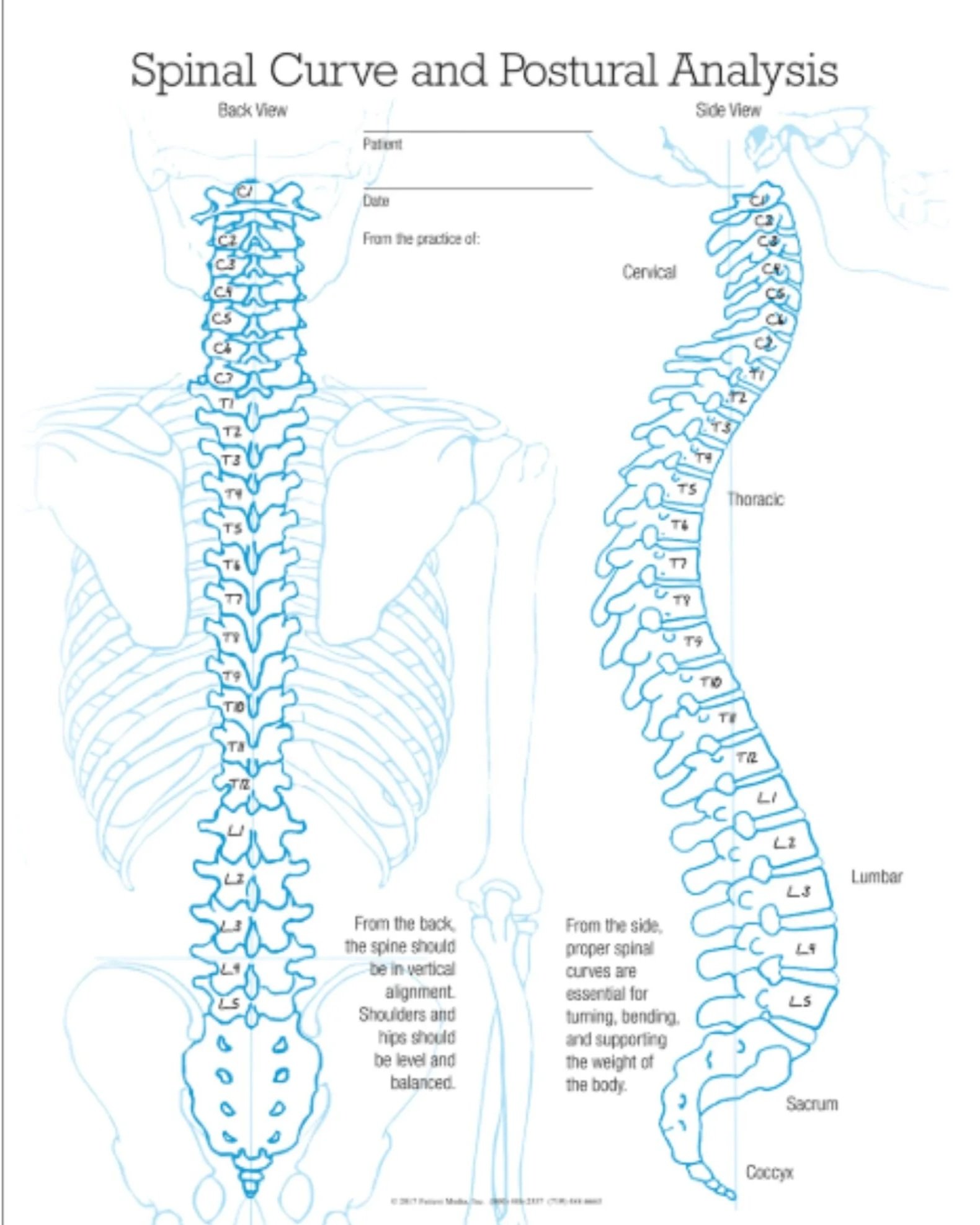 Digital diagram of the human spine showing back view and side view.