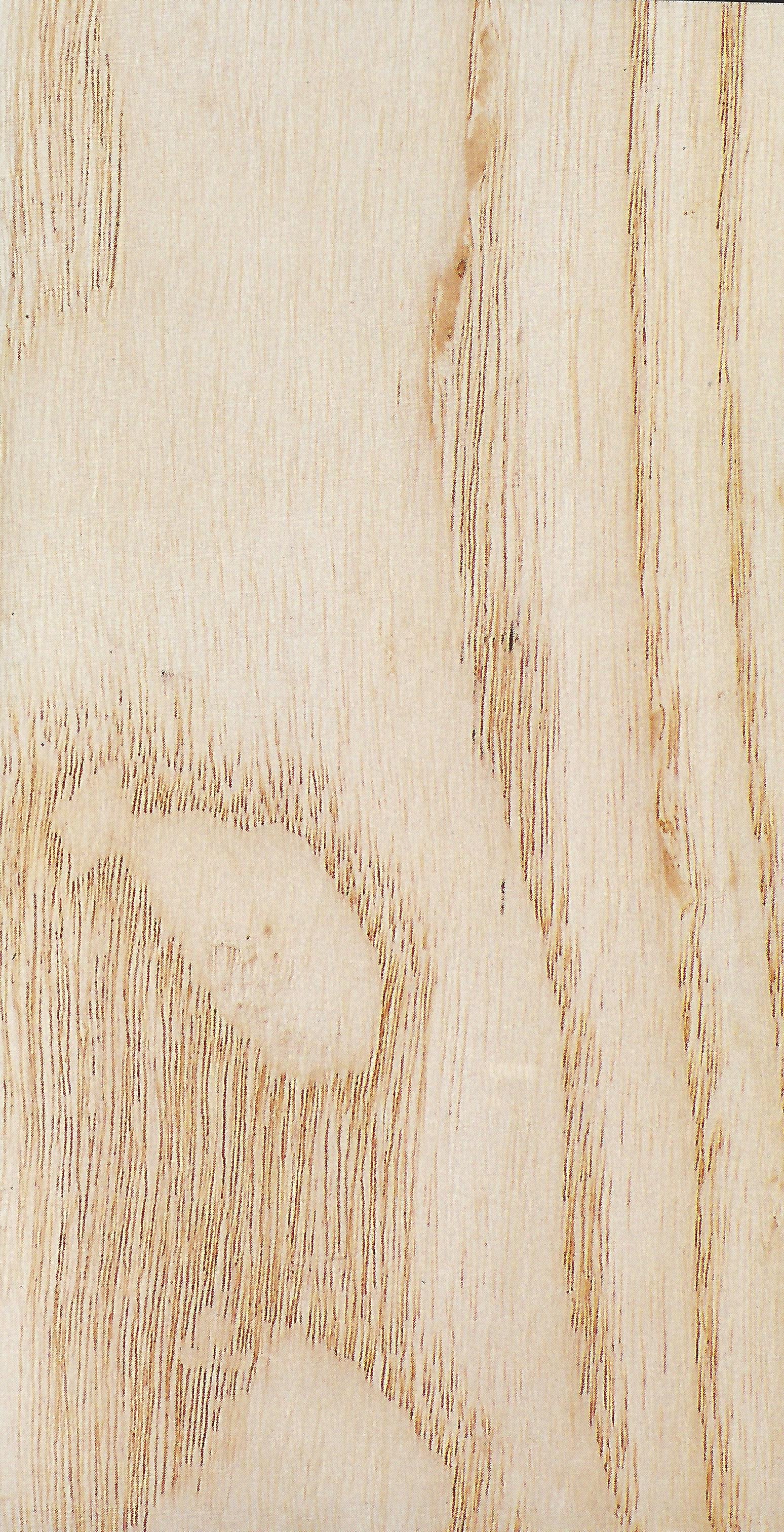 FRESNO AMERICANO B.jpg