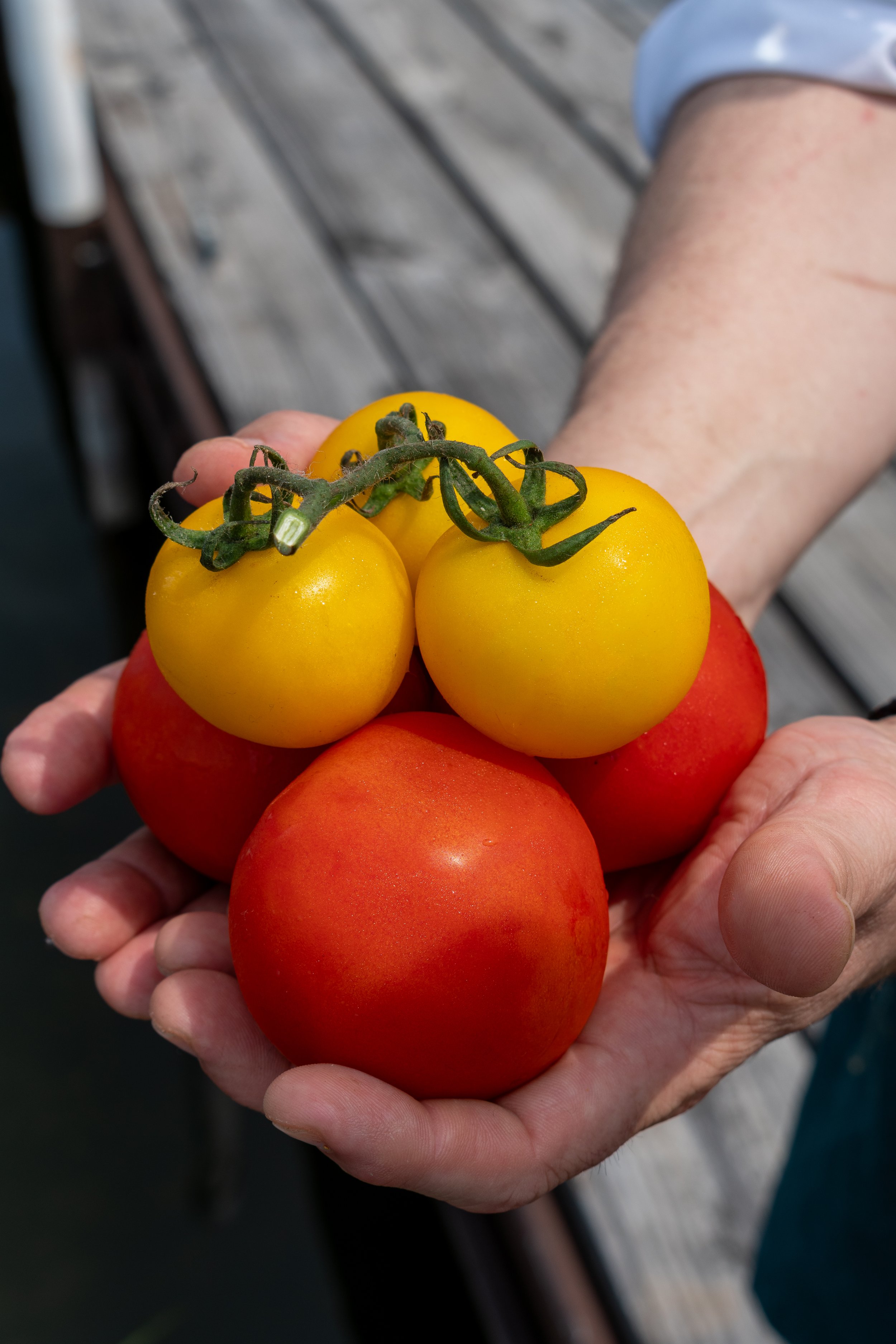 Close-up of a person holding a cluster of ripe Local Water Gardens' tomatoes, with yellow and red tomatoes visible. The person is wearing a gray sleeve and is outdoors on a wooden surface.