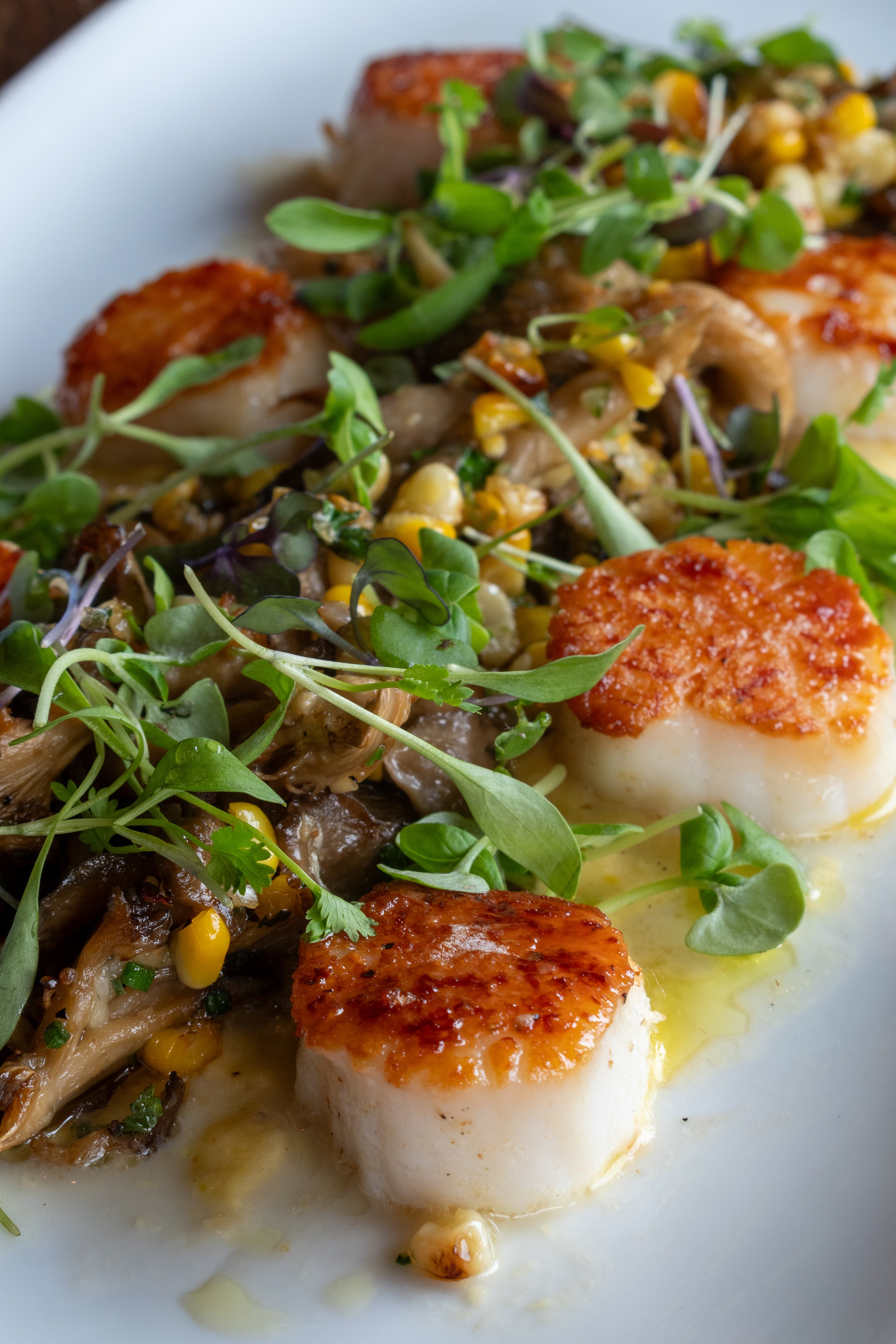 Close-up of seared scallops topped with microgreens, served alongside sautéed vegetables with corn kernels.