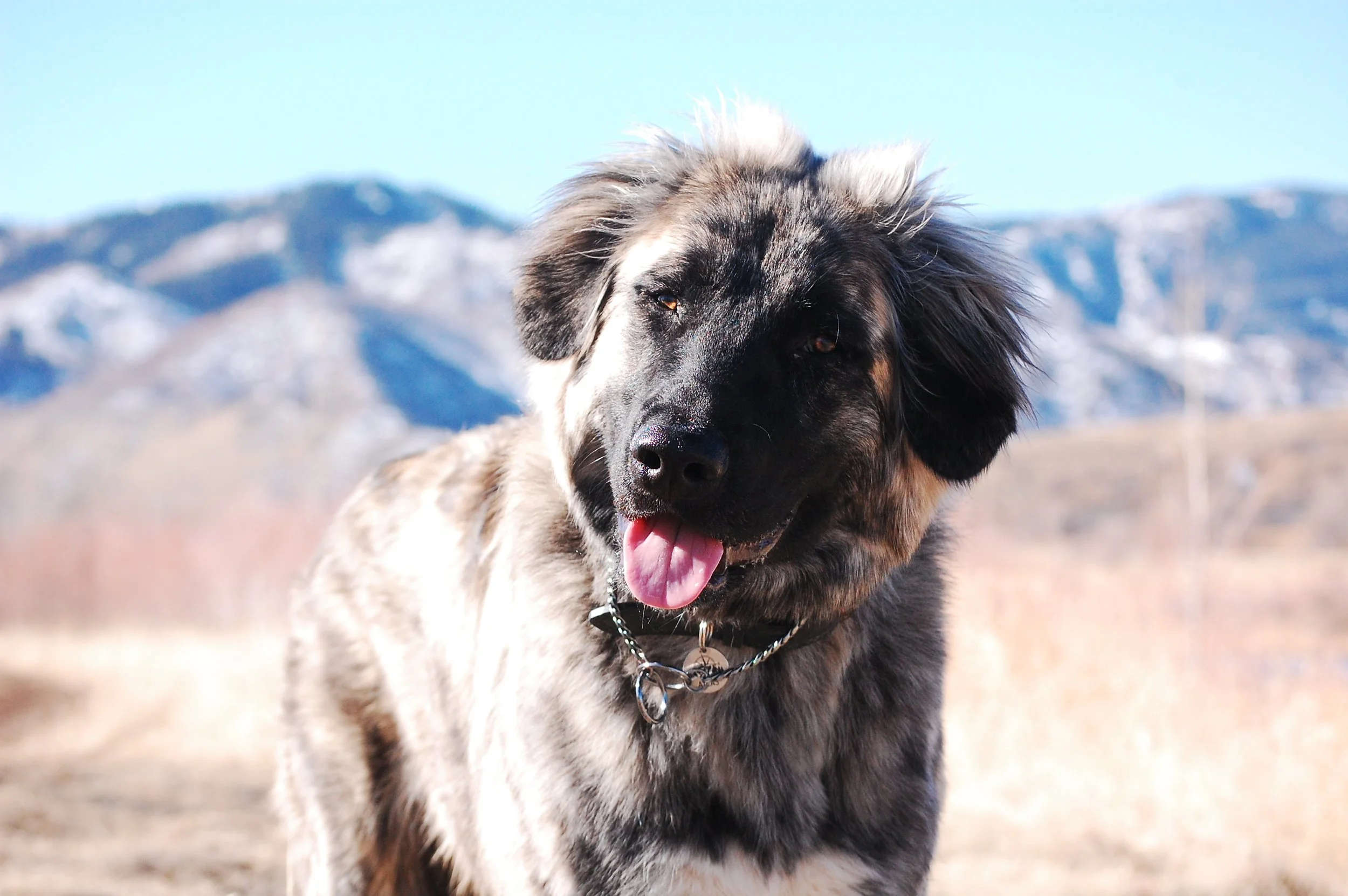 Why Who Your Dog Socializes With Matters.