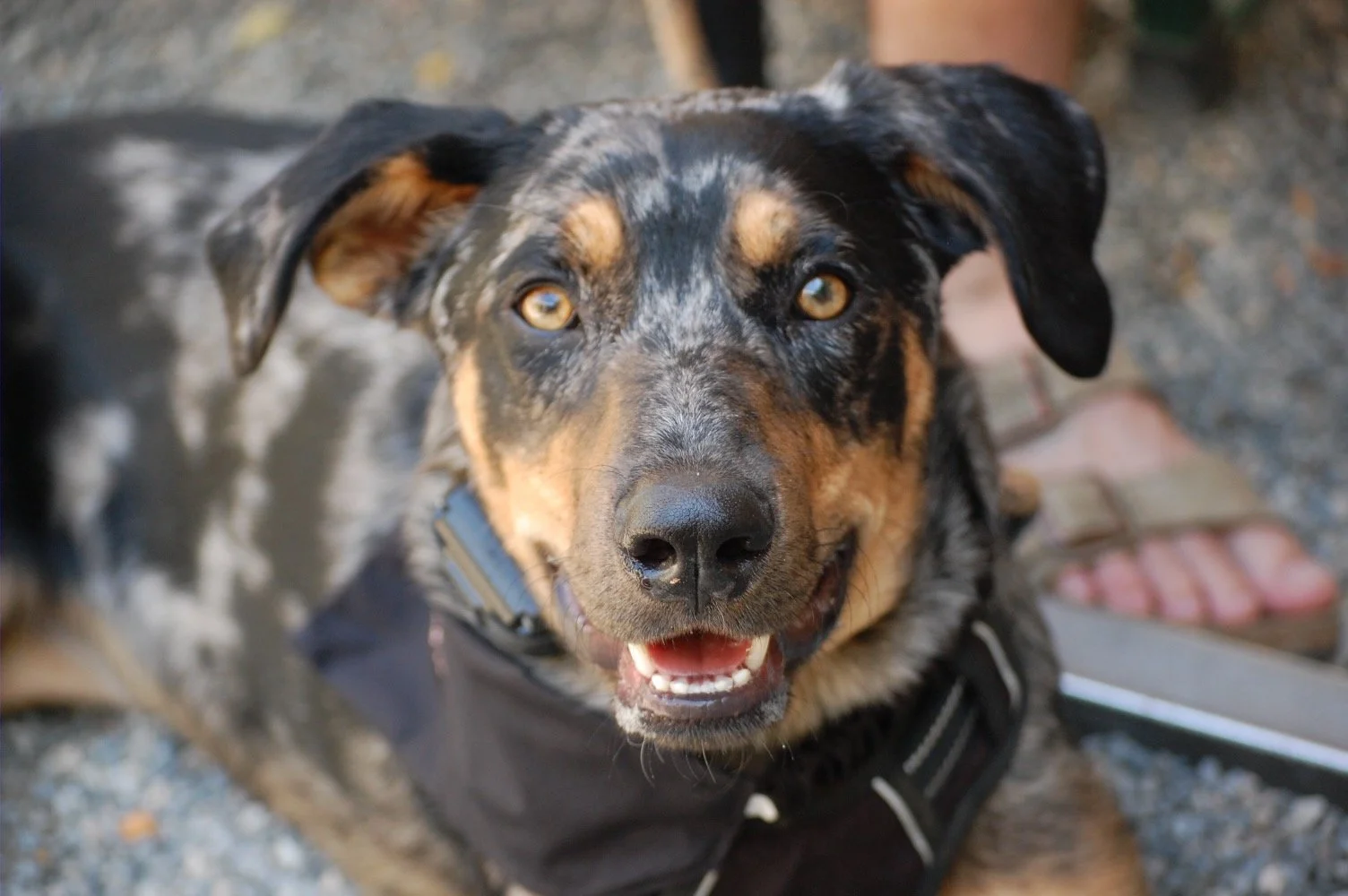 AKC Canine Good Citizen (CGC) Practice Class 2