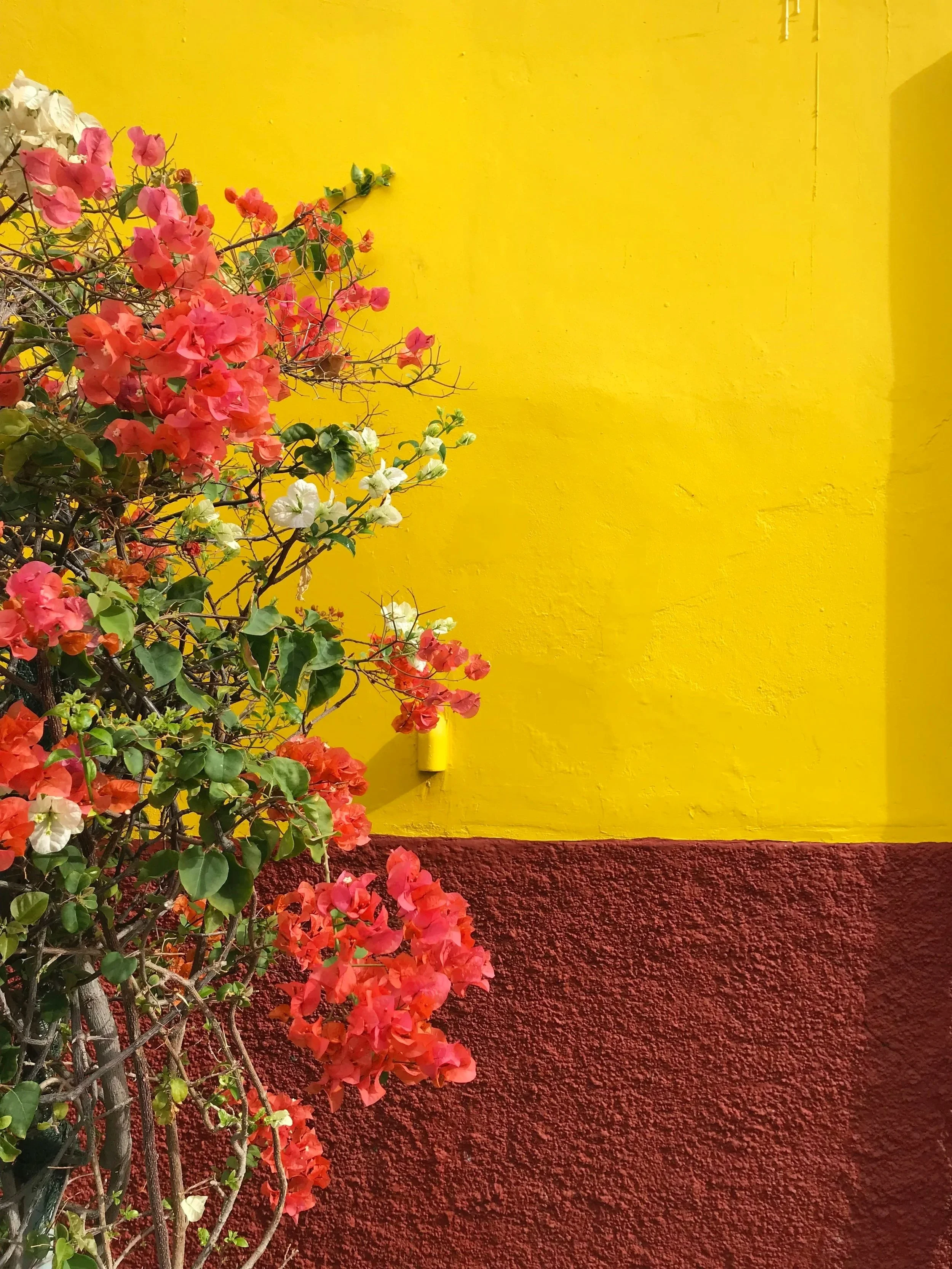 pinke Blüten auf gelb-roter Wand