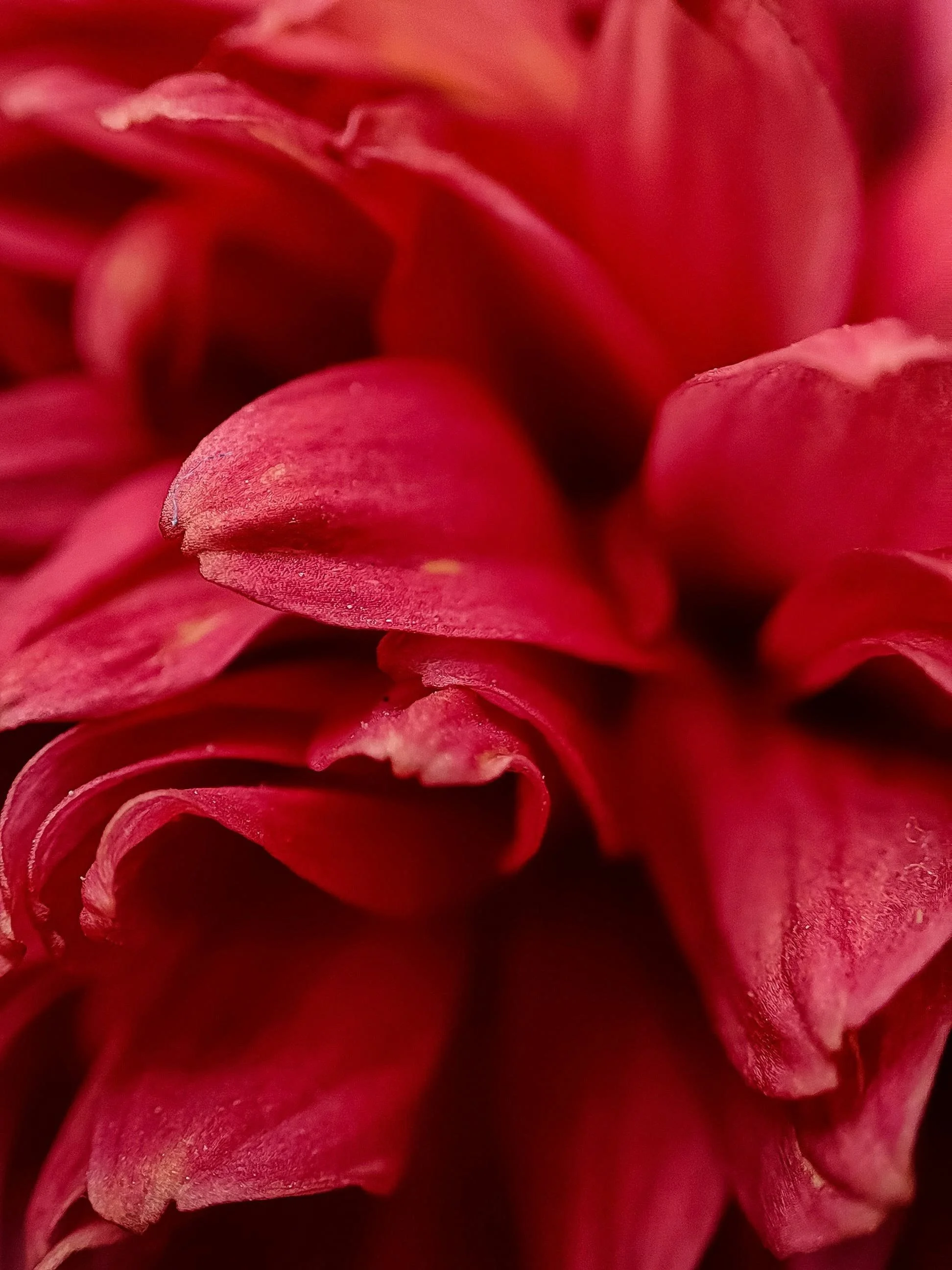 rote Blüte in About me Section einer psychologischen Website