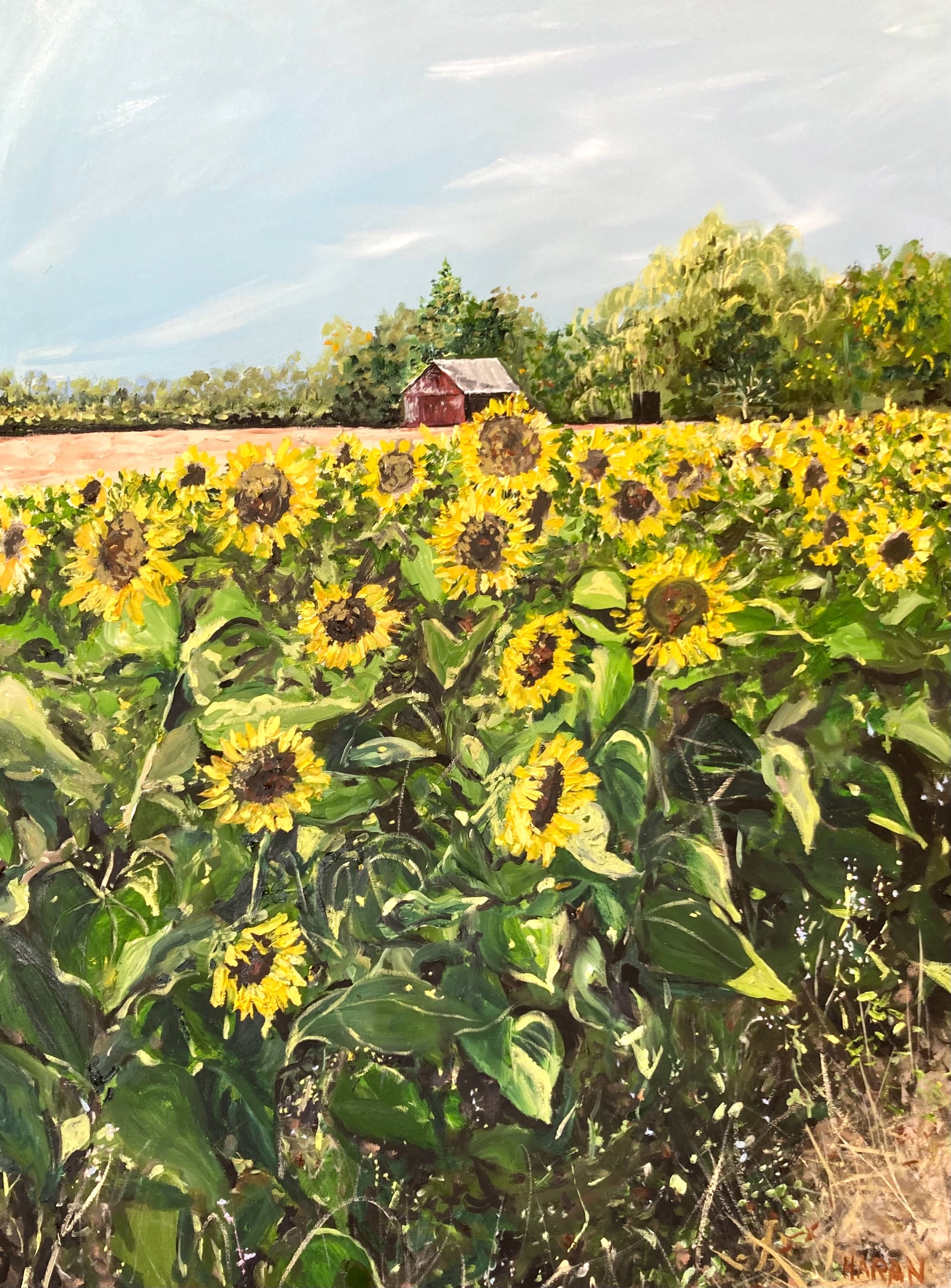 Sunflowers , North Fork