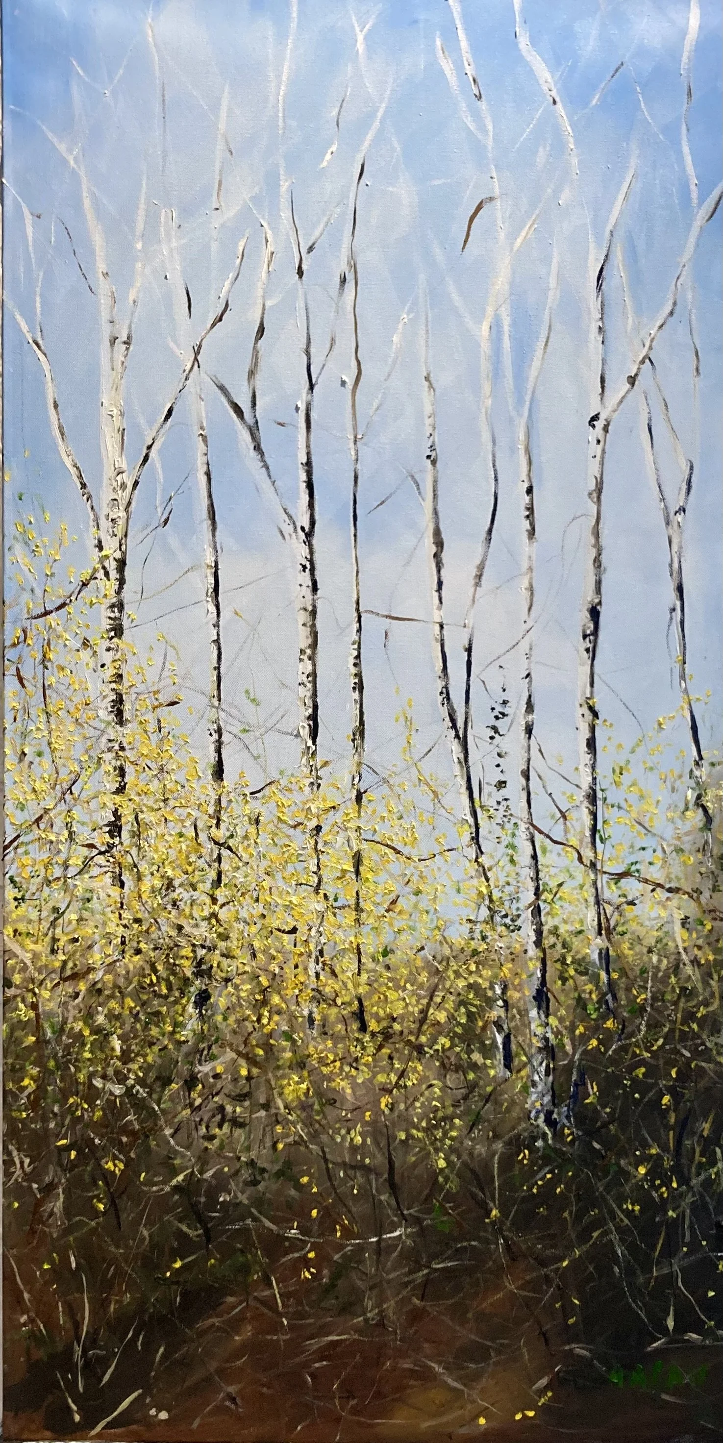 White Birch and Forsythia
