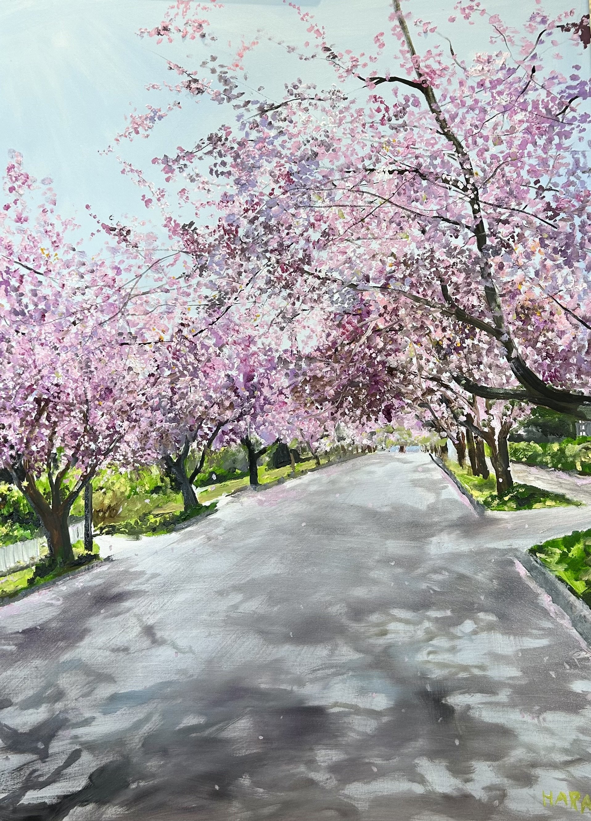 cherry trees,sixth street.jpeg