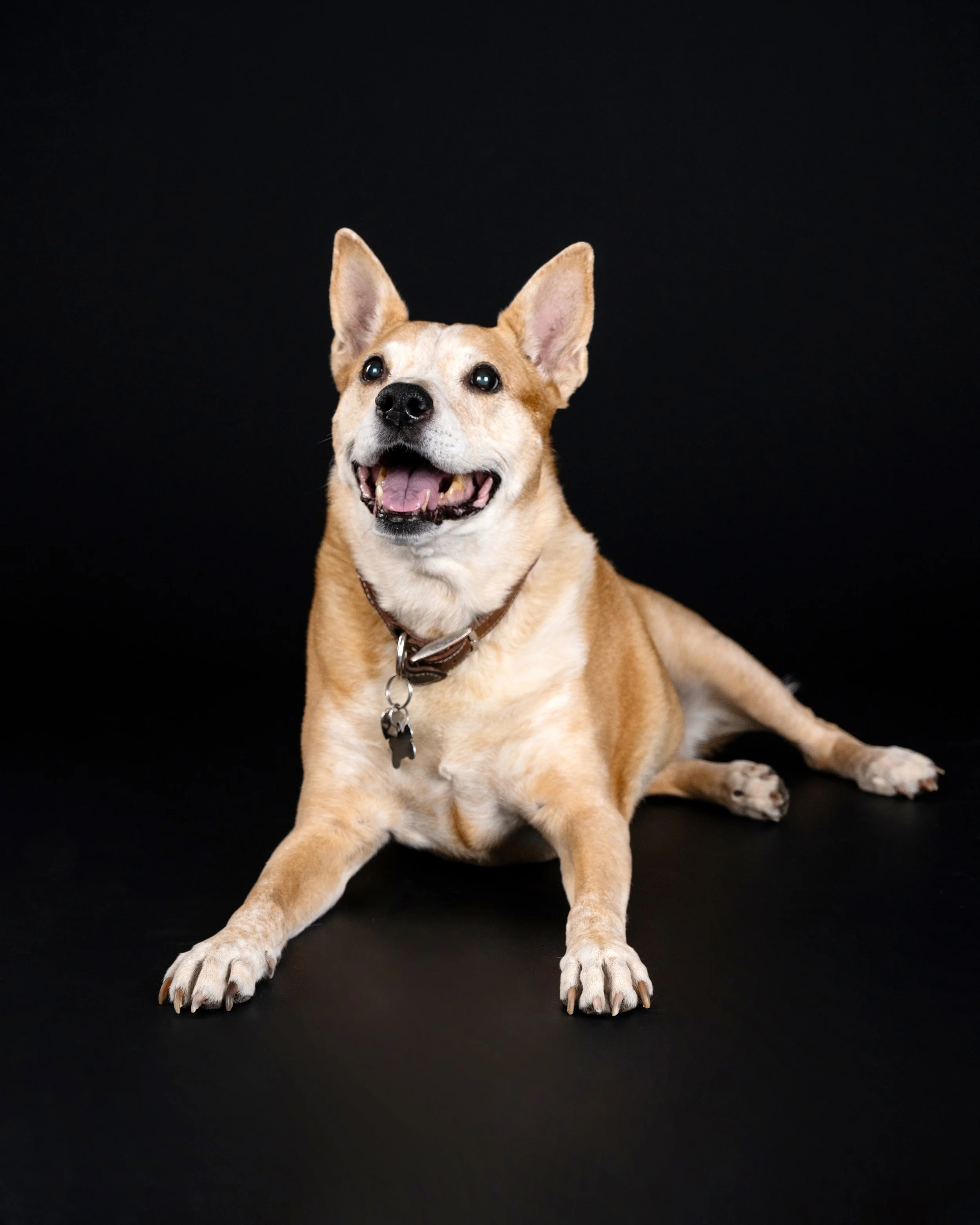 A happy tan and white dog with large pointed ears sitting on a black background.