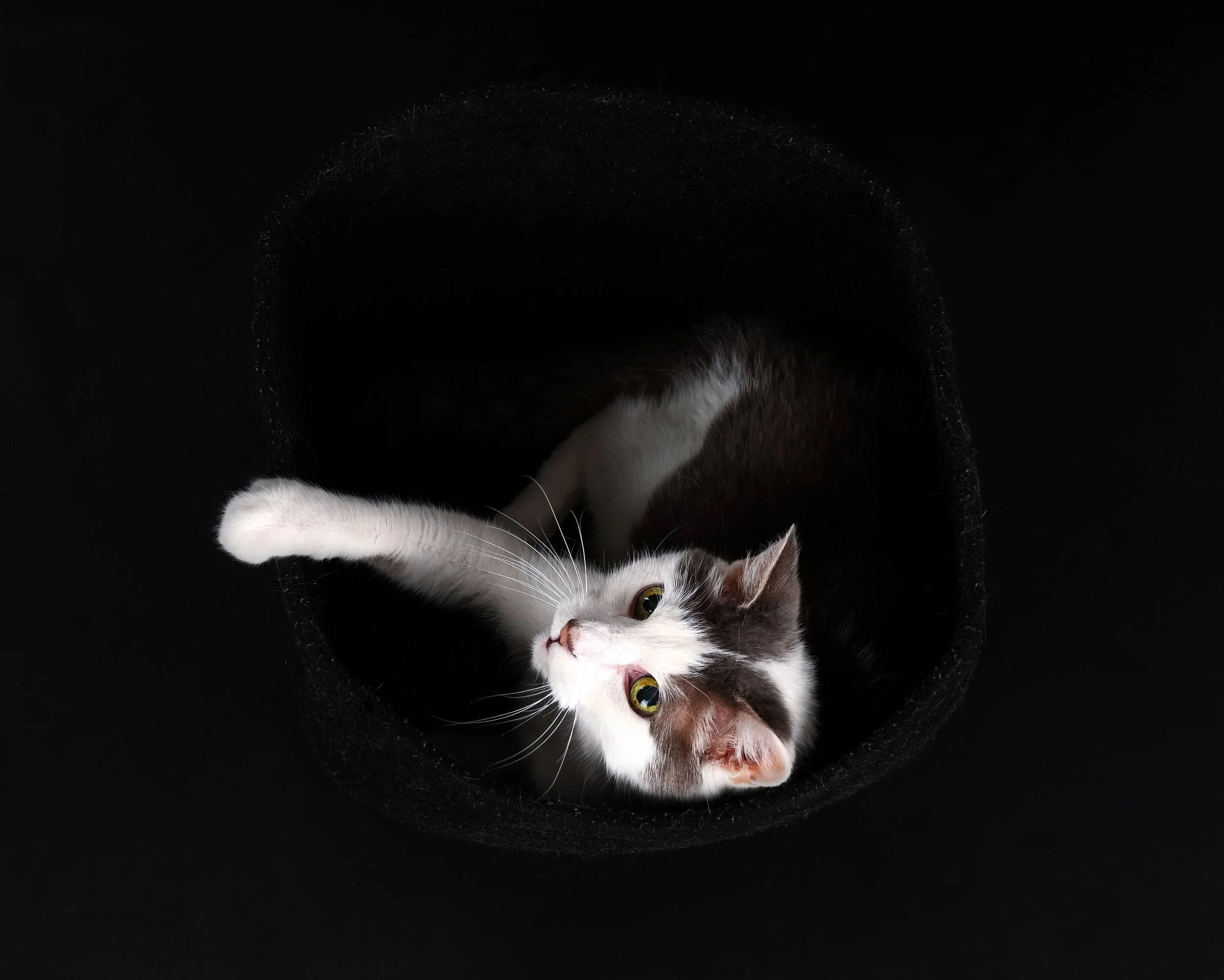 Black and white cat lying inside a circular black tunnel, looking up with bright eyes against a black background.