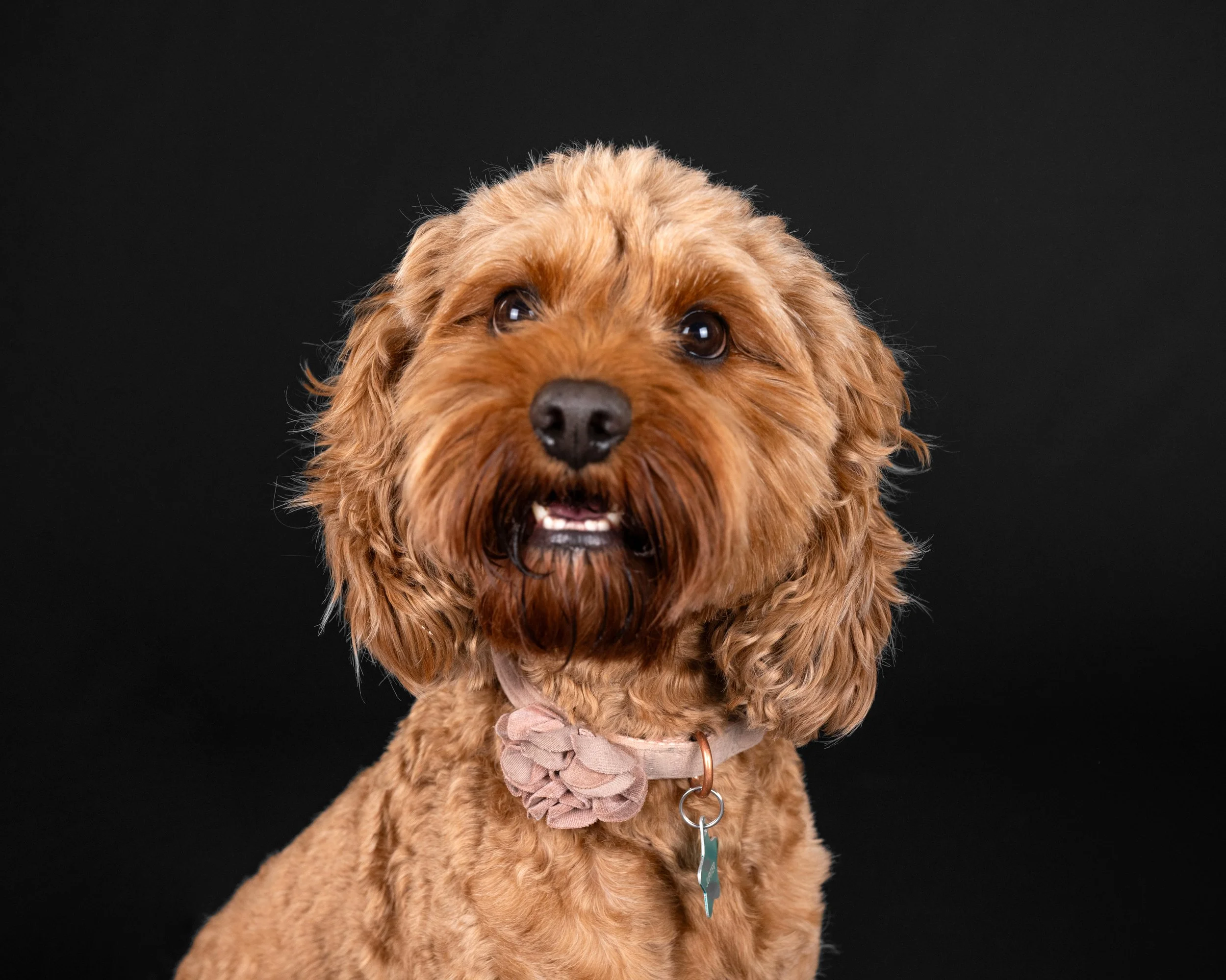 Close-up of a brown, curly-haired dog with a pink bow collar and a light blue tag, set against a black background.