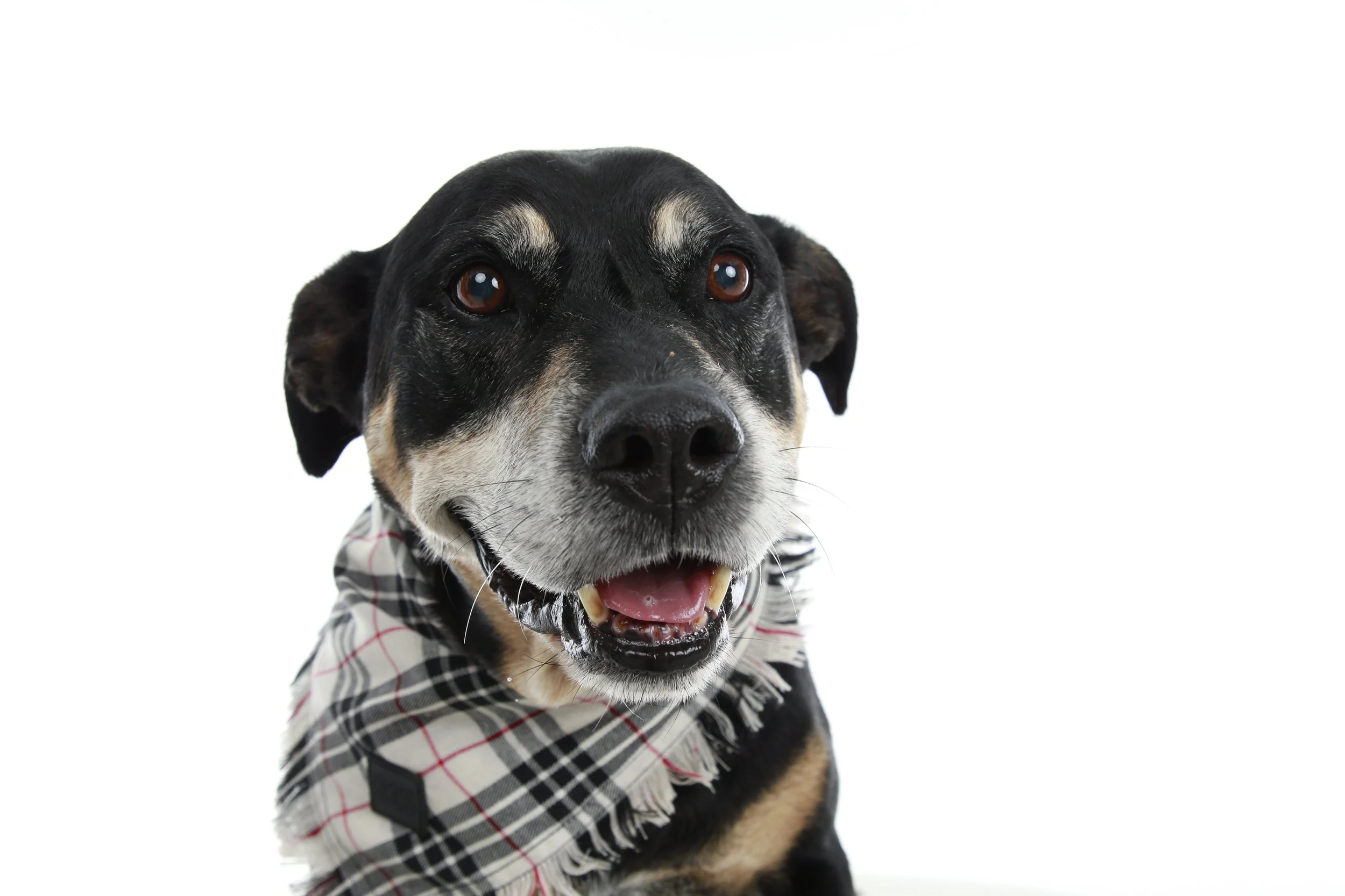 Kids & Pets Christmas Giveaway Refundable Holding Deposit