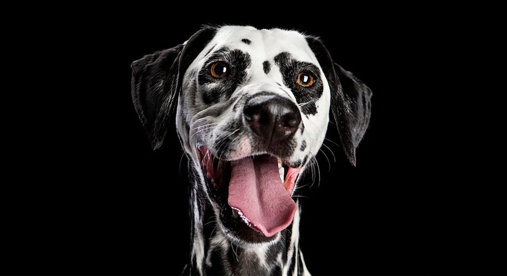 VIP $149 Digital Images