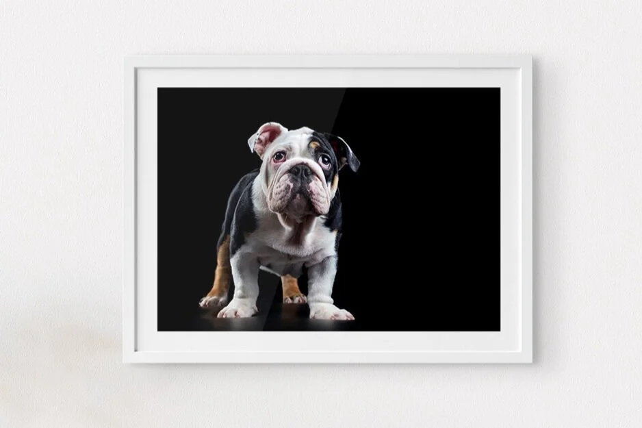 bulldog-framed-home-layout-love-pets-photography.jpg