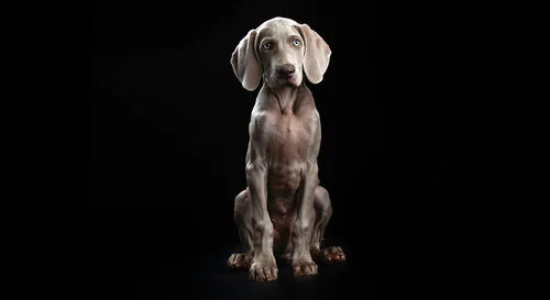 A gray puppy with floppy ears sitting on a black background.