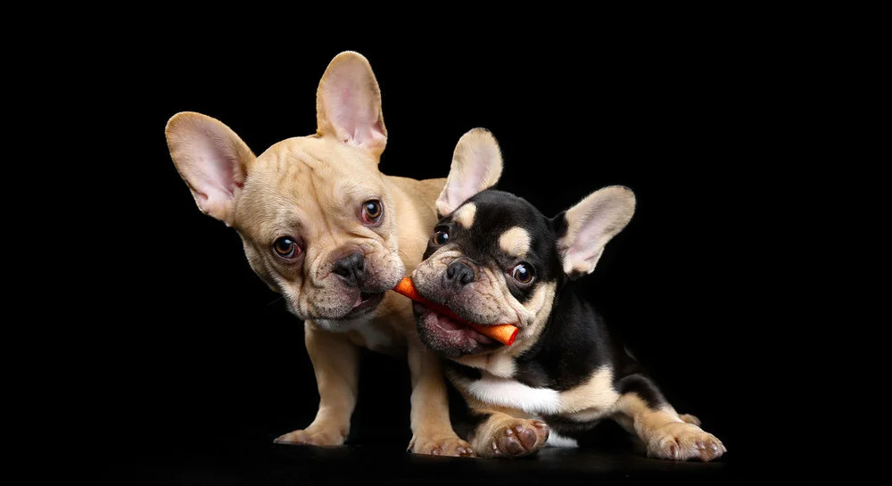 Two adorable French bulldog puppies playing together, one tan and one black with tan markings, holding a small toy in their mouths against a black background.