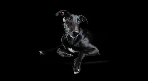 A black dog lying down against a black background