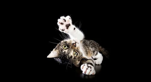 A playful tabby cat lying on its back against a black background, reaching up with both paws.
