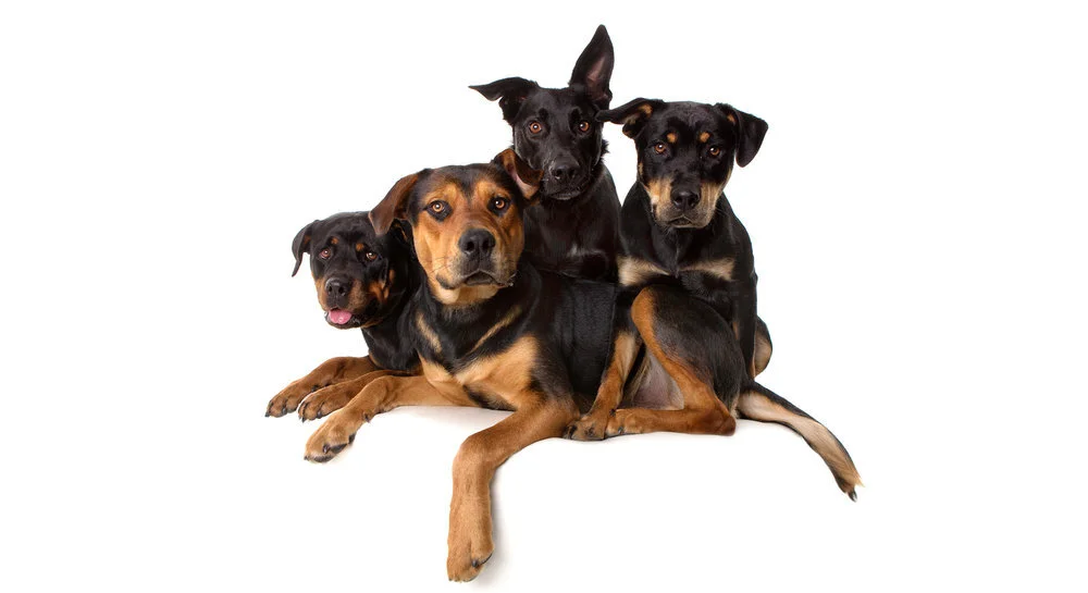 Four dogs laying and sitting together on a white background