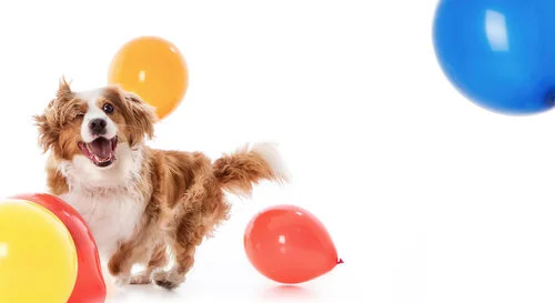A happy dog playing with colorful balloons against a white background.