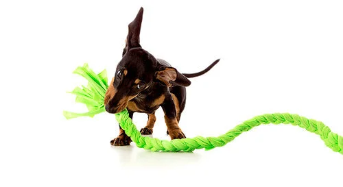 A black and tan kitten playing with a green braided rope on a white background.