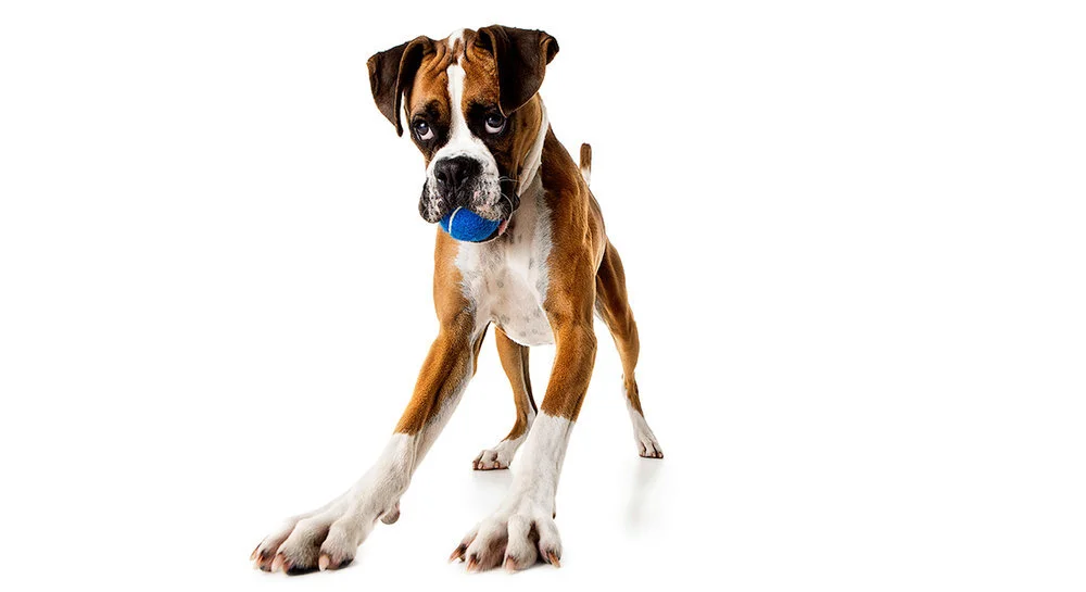 A playful puppy with a blue ball in its mouth, standing on a white background.