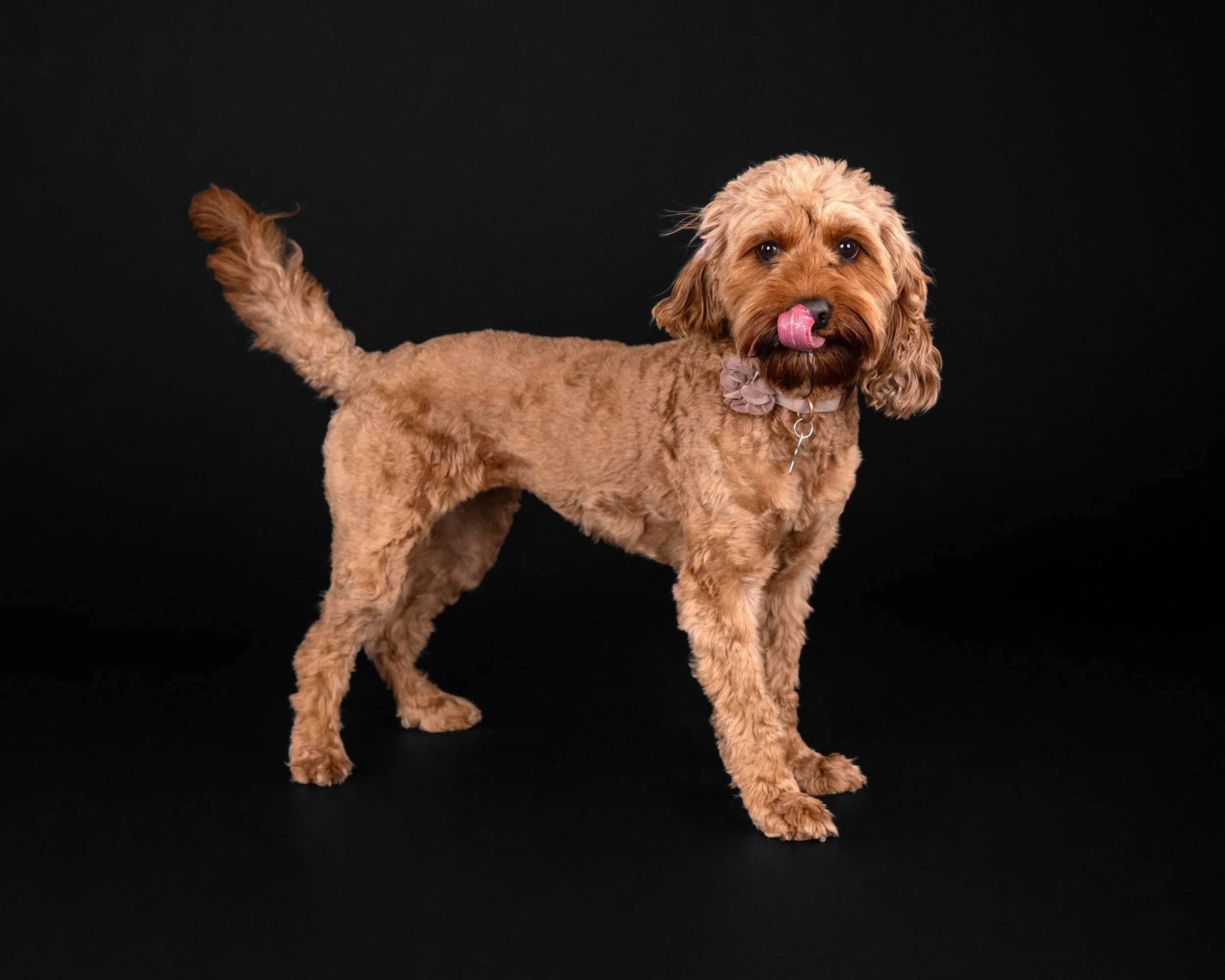 A tan curly-haired dog standing on a black background, licking its nose, wearing a pink collar with a flower.