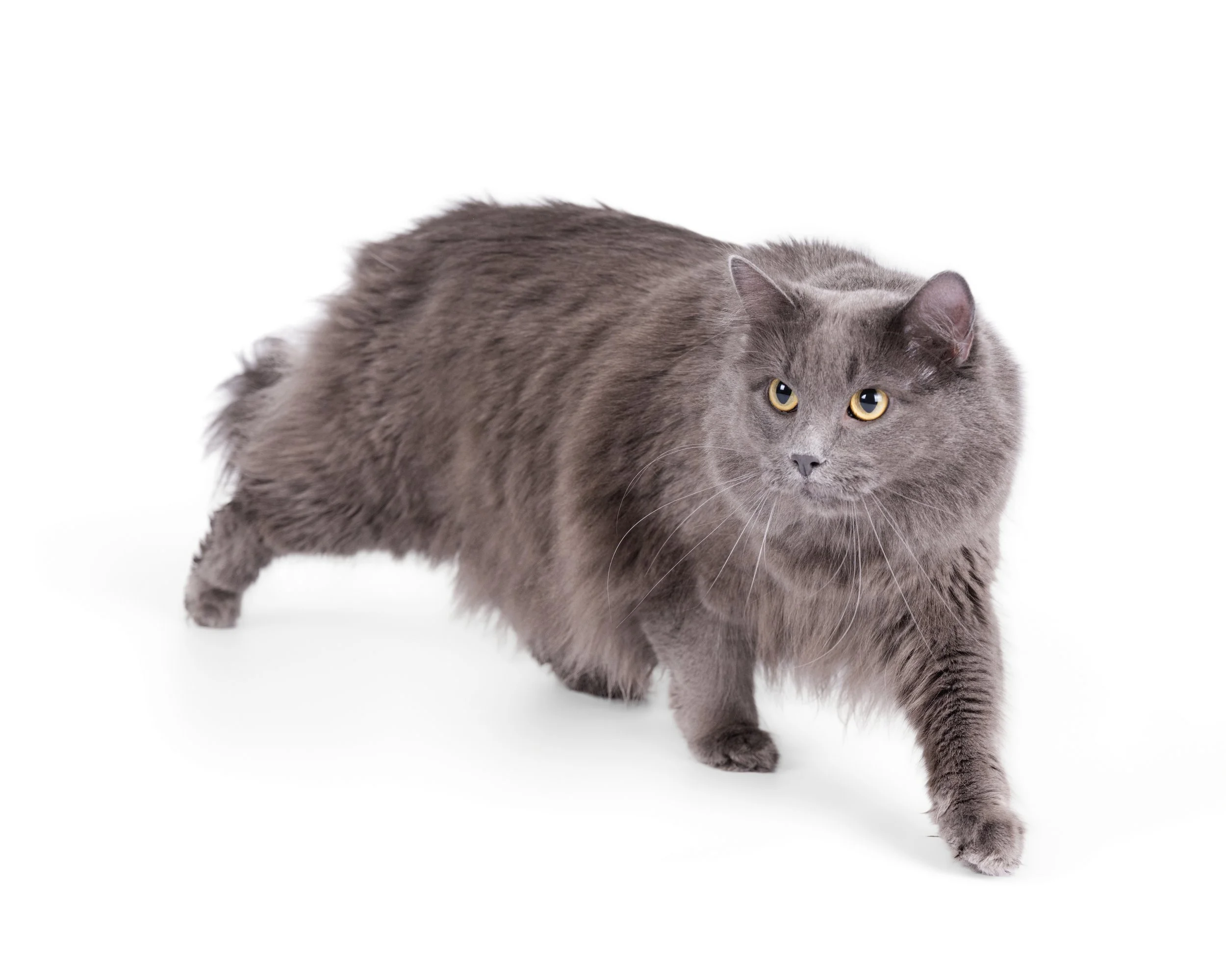 Gray long-haired cat walking on a white background.