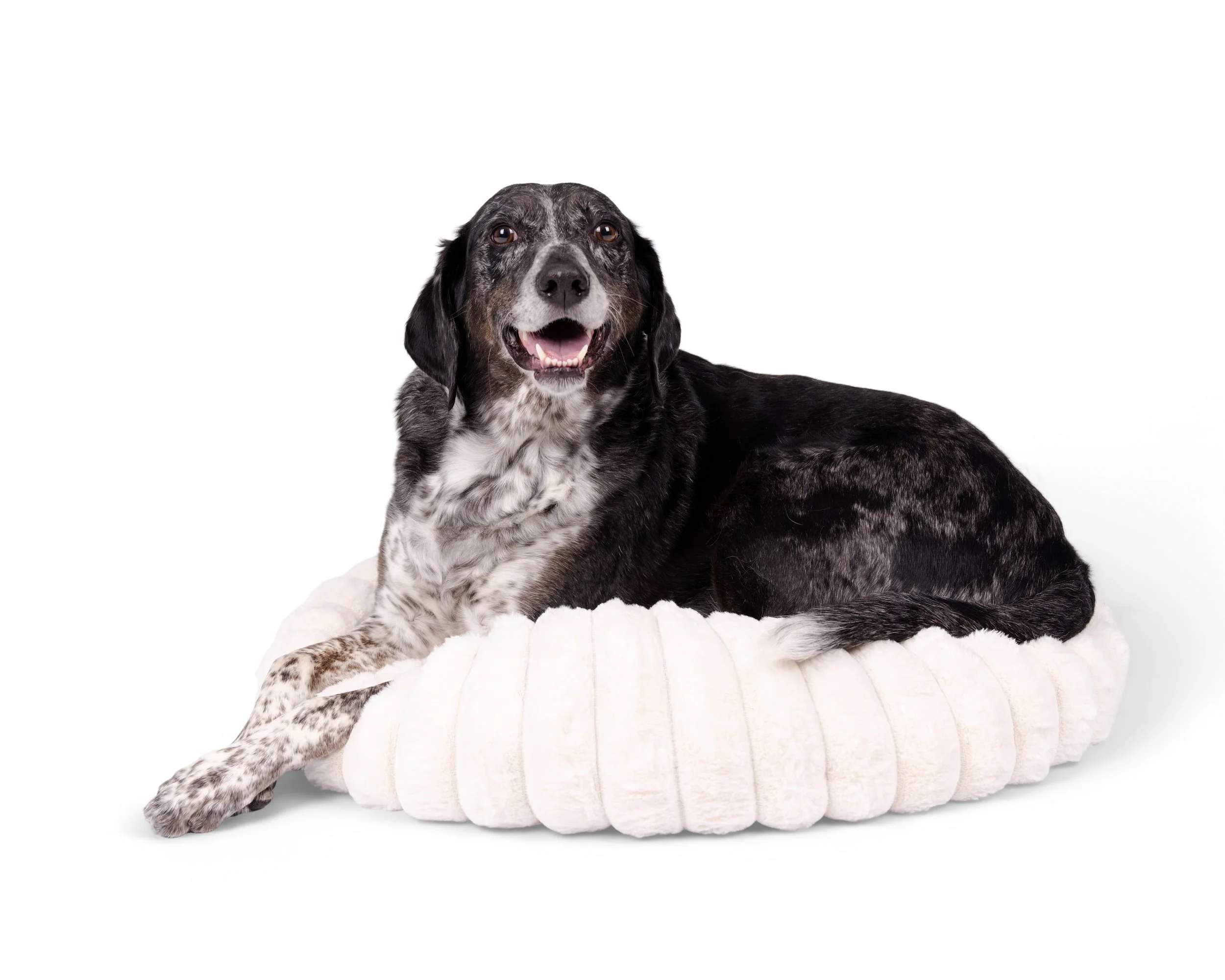 A black and white dog lying on a soft, round, white pet bed against a plain white background.