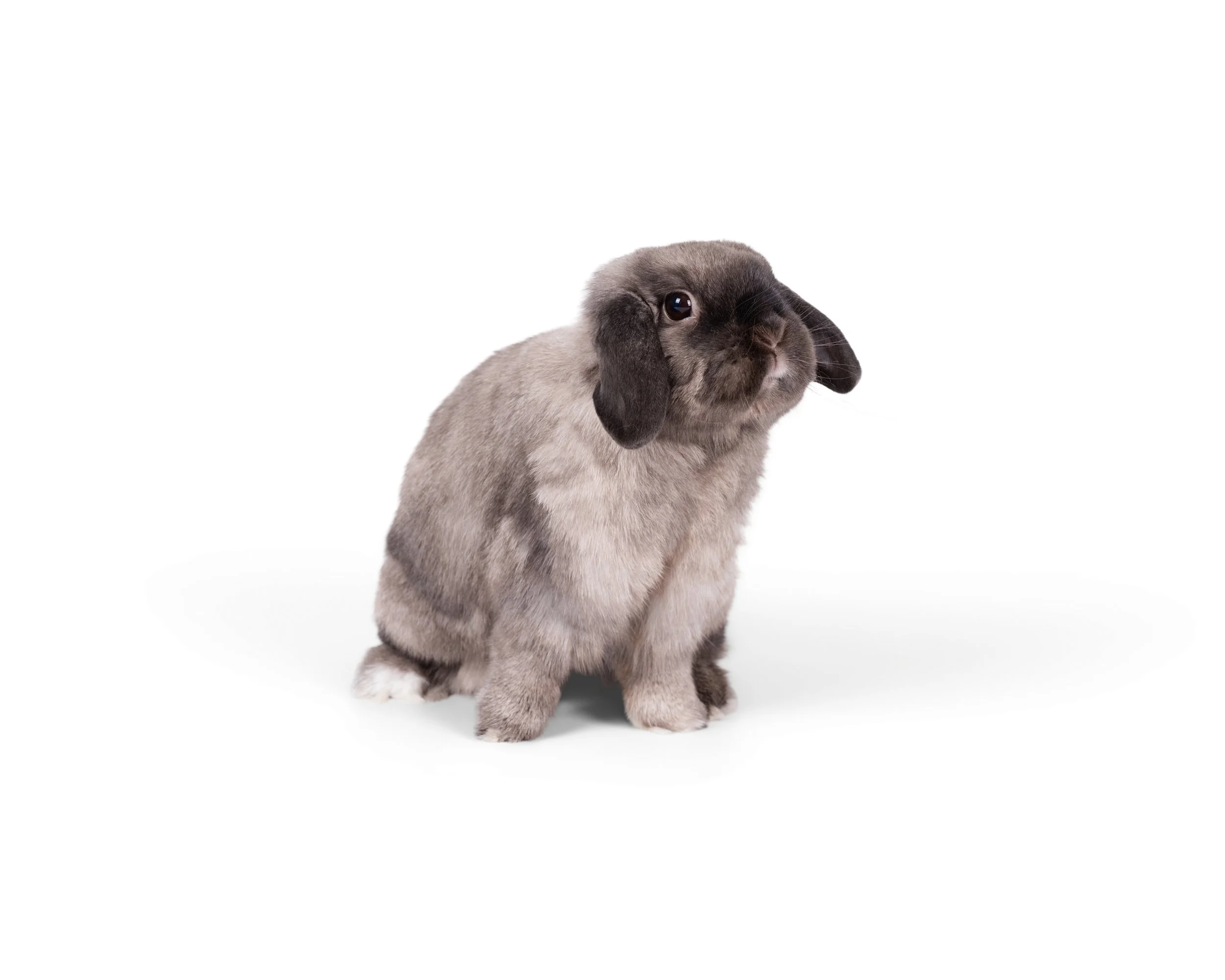 A creature with the body of a rabbit and the face of a puppy, sitting on a white background.