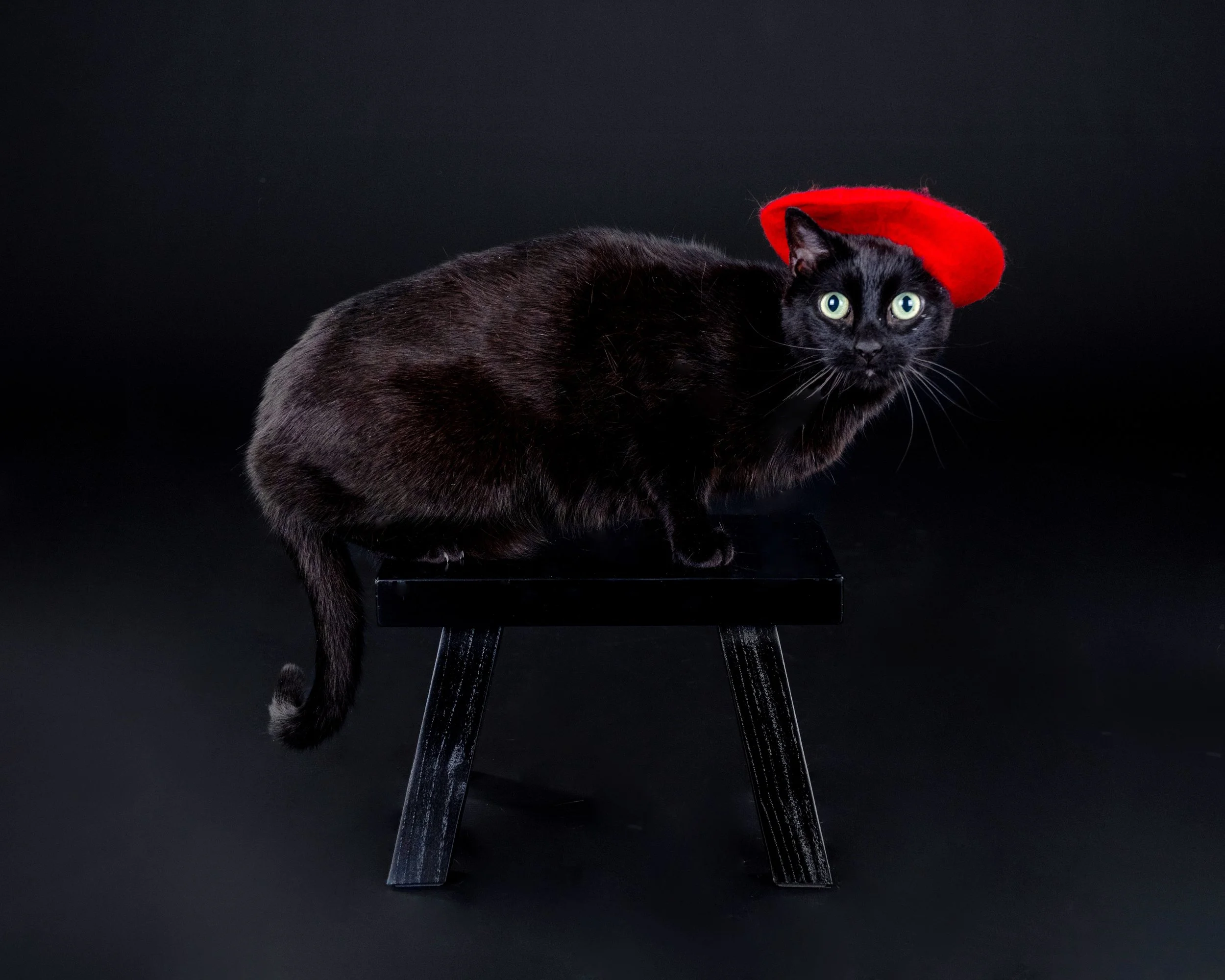 Black cat wearing a red beret, sitting on a black stool against a black background.