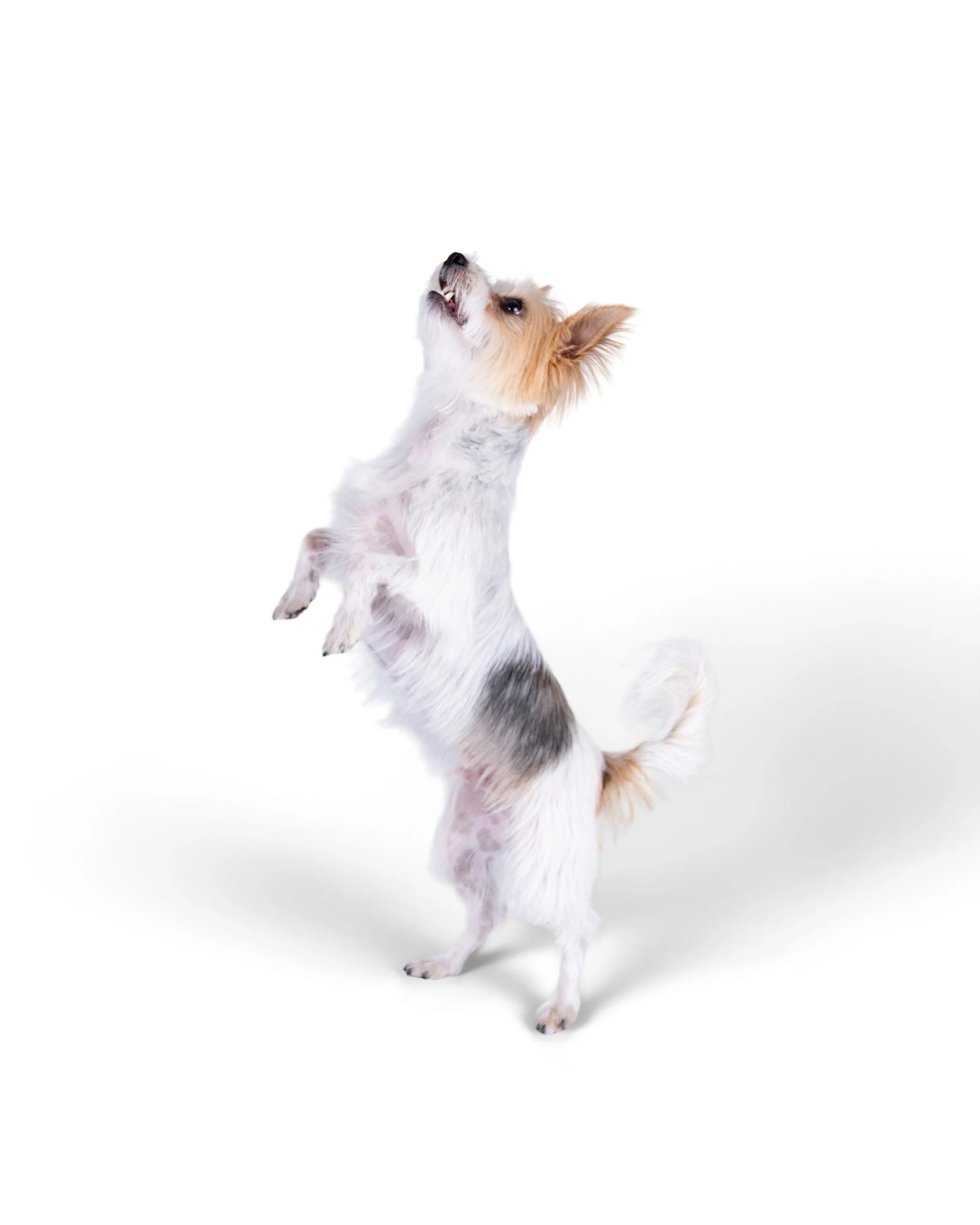 Small dog standing on its hind legs against a white background, looking upward.