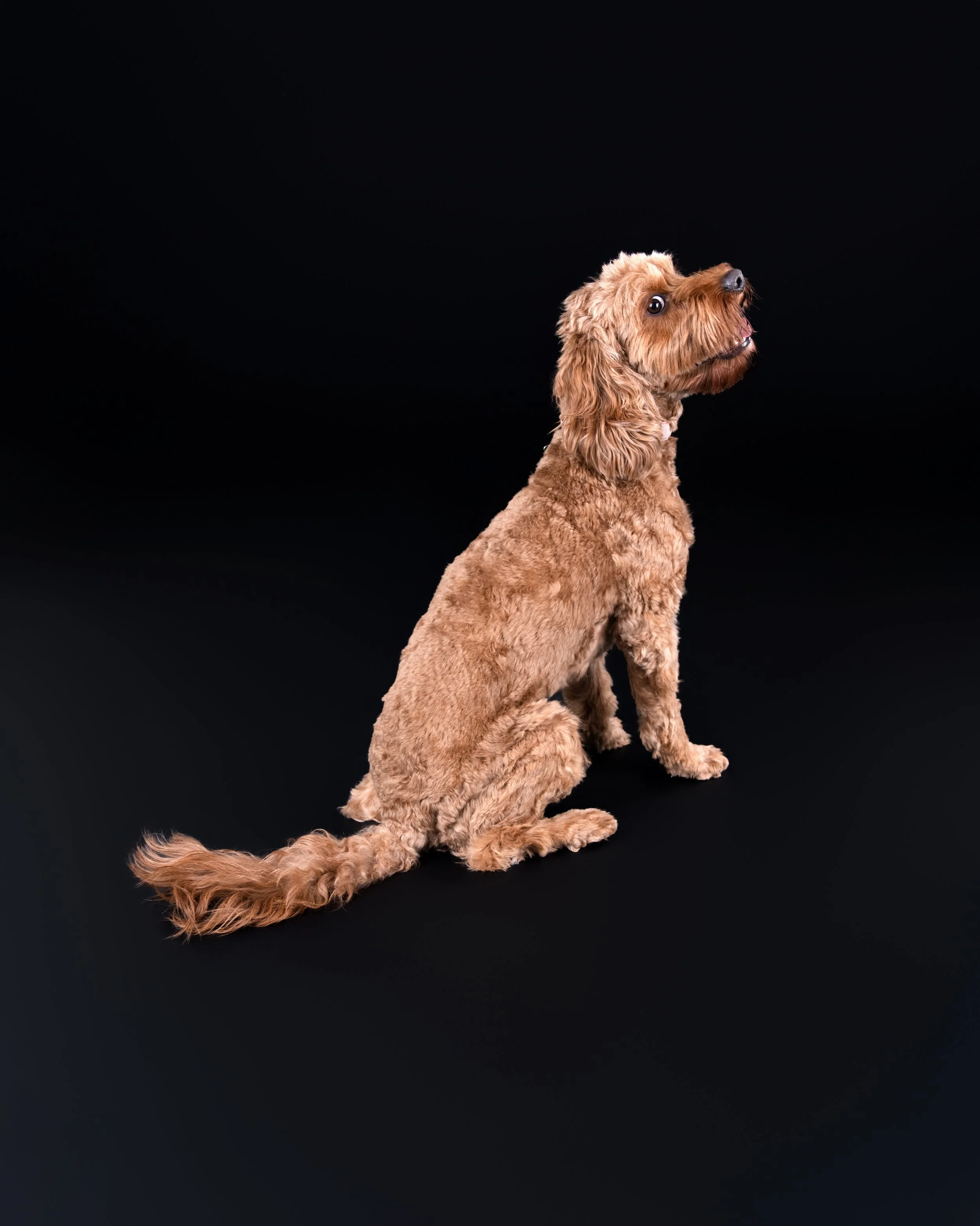 A brown curly-haired dog sitting on a black background, looking upward.