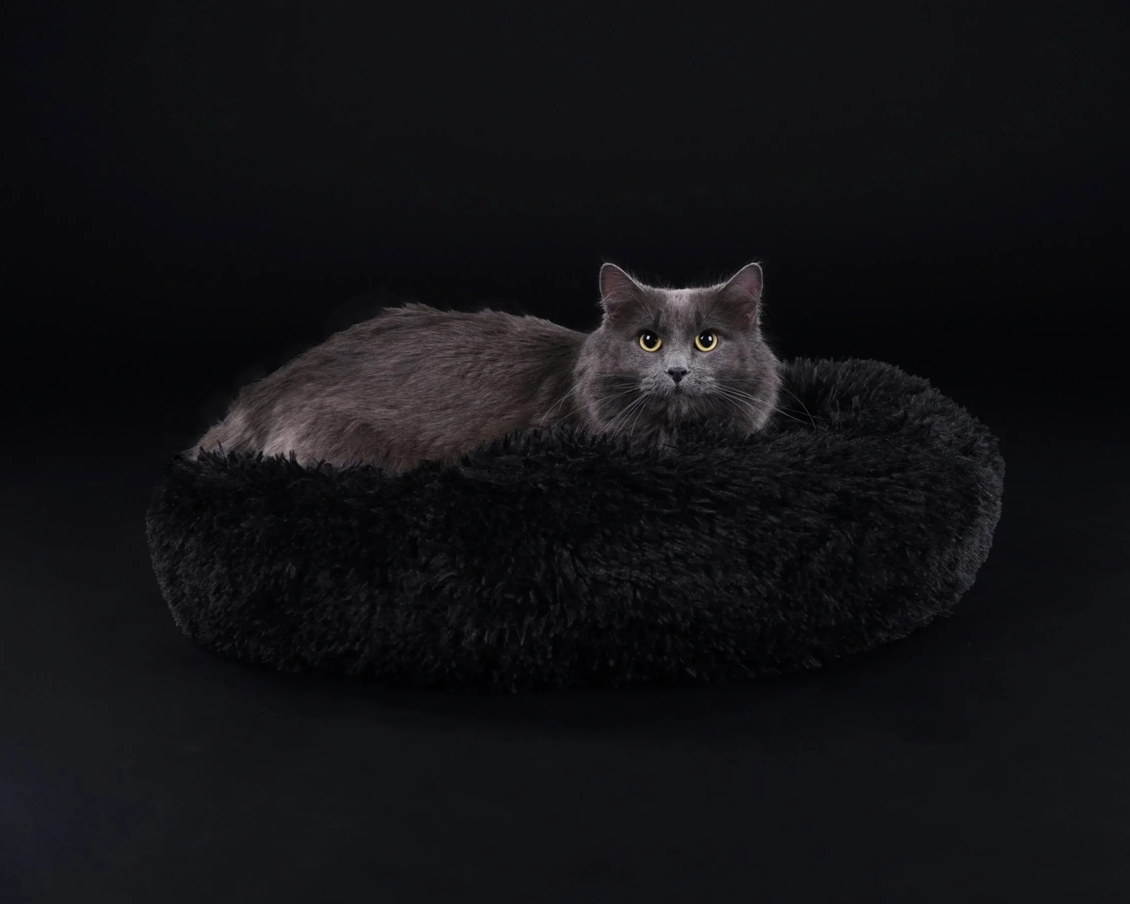 Gray cat lying on a round black furry bed against a black background, looking directly at the camera.