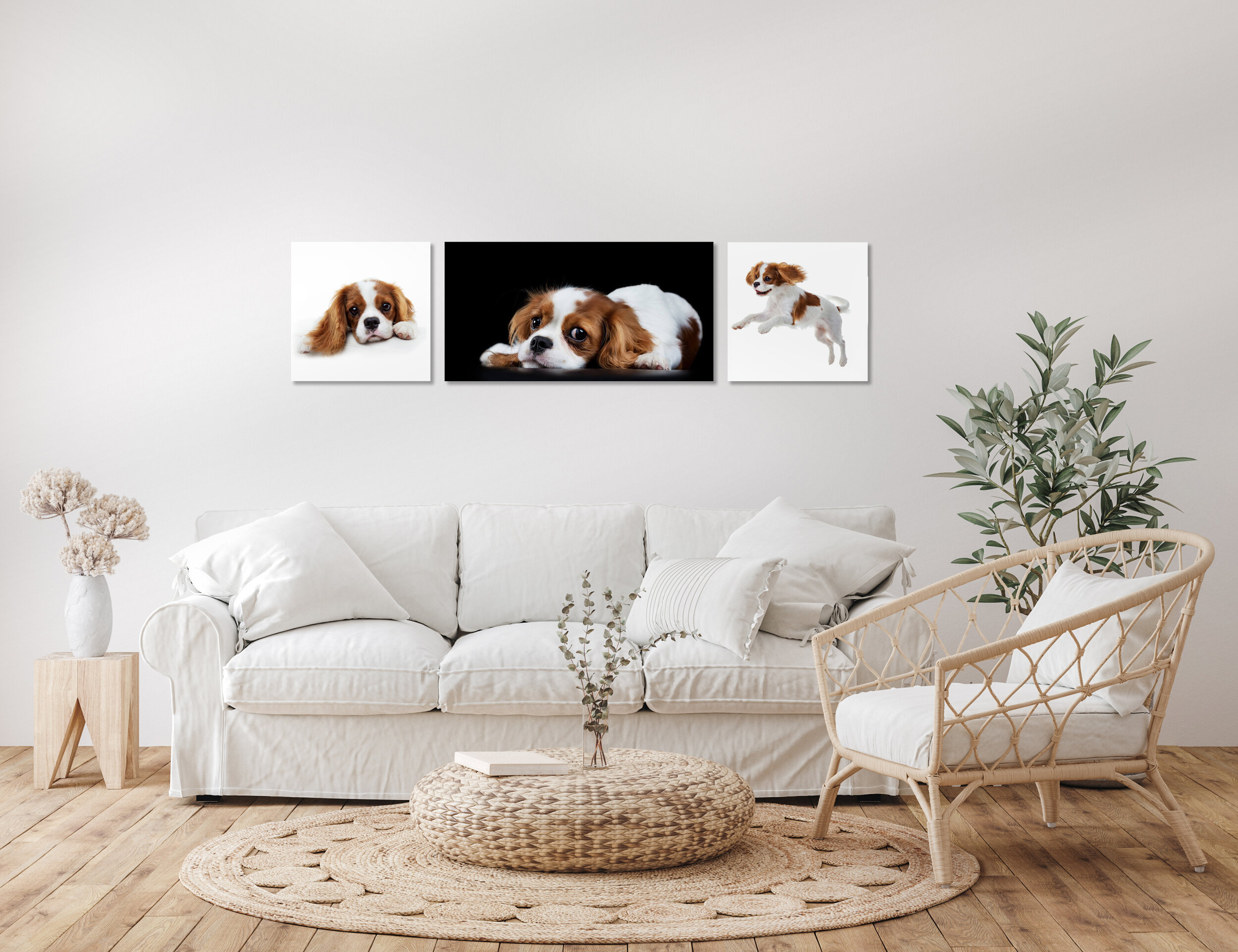 Living room with a white sofa, a wicker side chair, a round woven rug, a small side table with a white vase and dried flowers, a tall leafy plant, and three framed pictures of a dog on the wall.