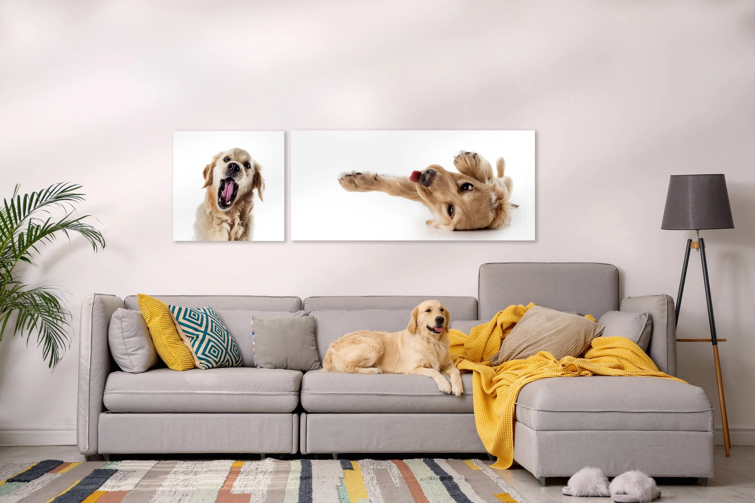 Living room with a light gray sofa, a golden retriever lying on it, yellow and patterned pillows, a yellow blanket, a tripod floor lamp, a potted plant on the left, two photos of dogs on the wall, and dog slippers on the rug.