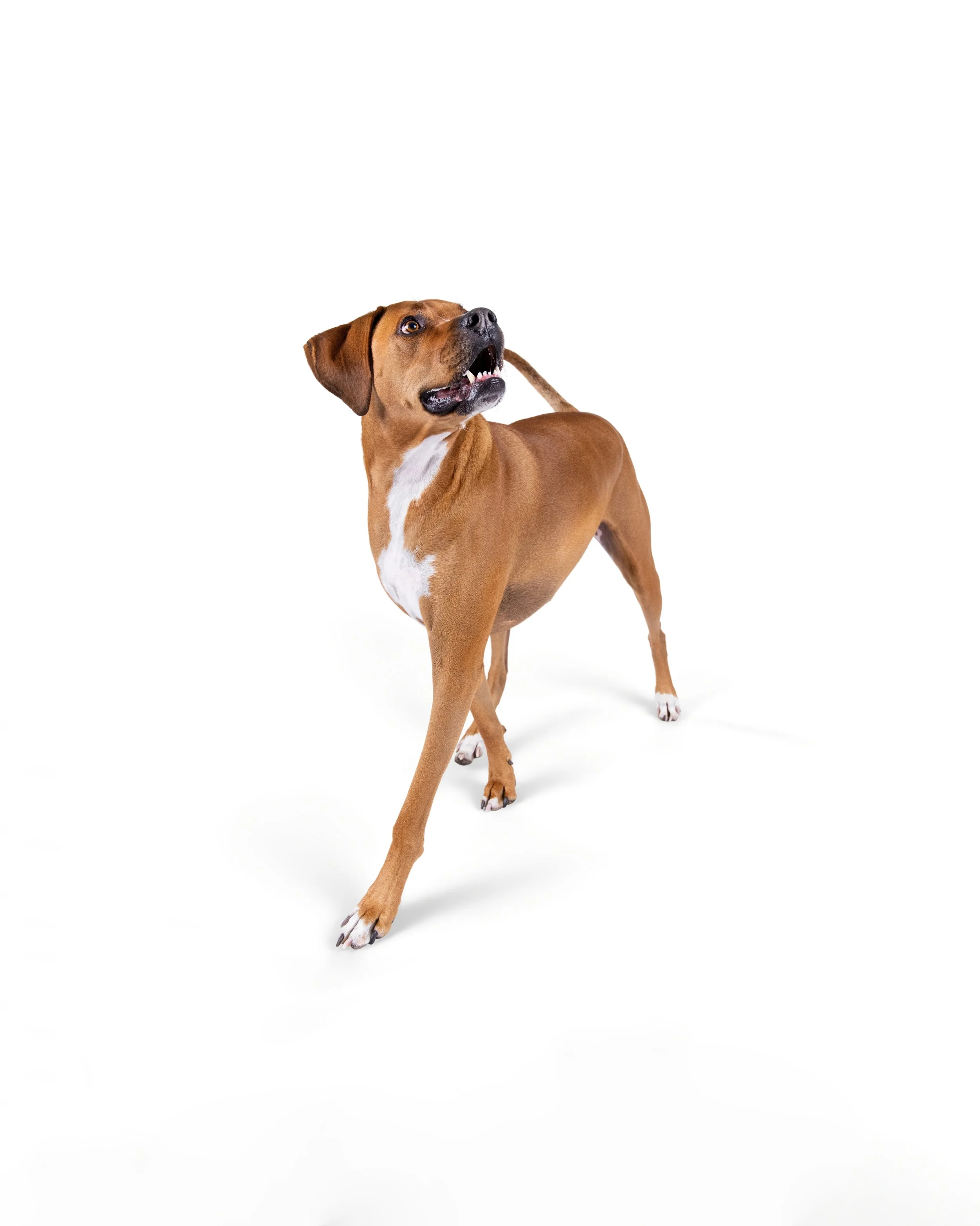 A dog dressed in a cowboy costume that includes a brown cowboy hat, a red bandana with white patterns, and is sitting against a black background.