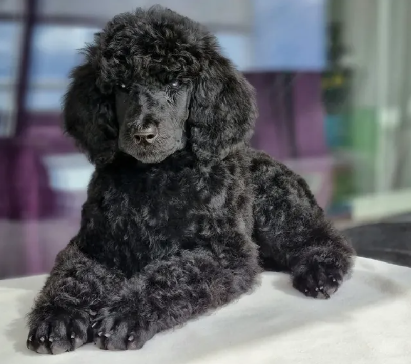 A black poodle puppy sitting on a white surface indoors.