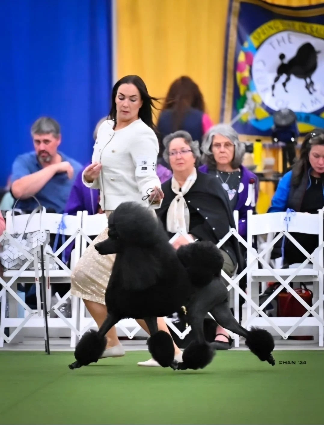 A woman showing a black poodle in a dog show arena with spectators seated behind a white barrier, and a large award ribbon in the background.